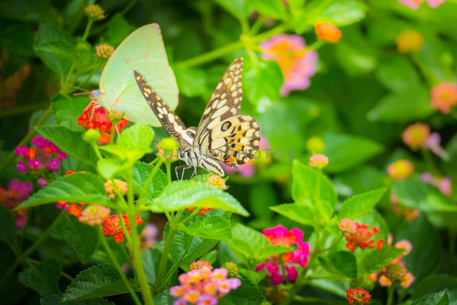 Beautiful Butterfly on Colorful Flower, nature background