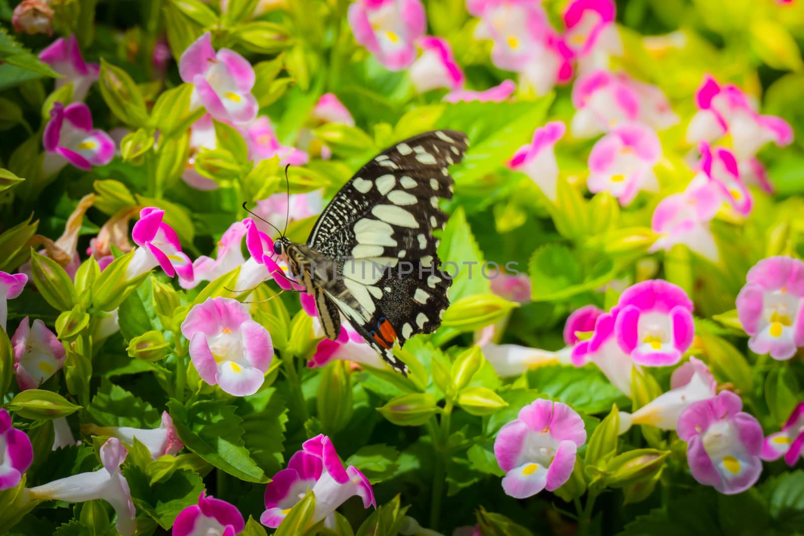 Beautiful Butterfly on Colorful Flower by teerawit