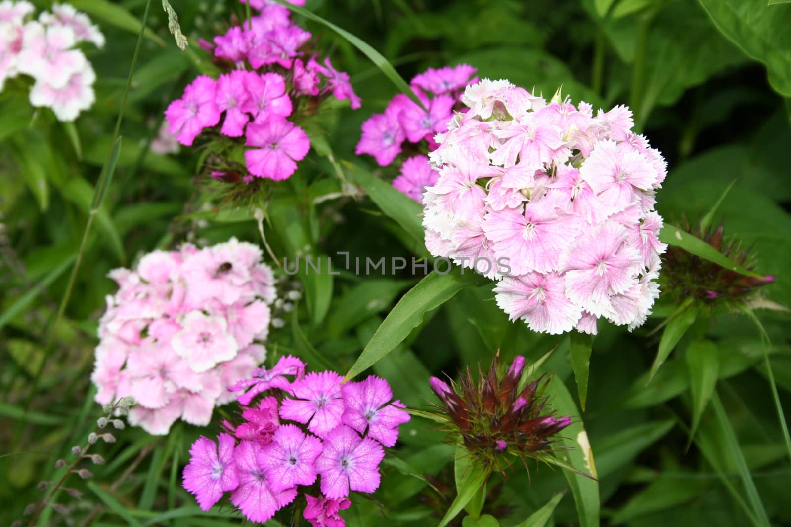 dianthus barbatus by elin_merete