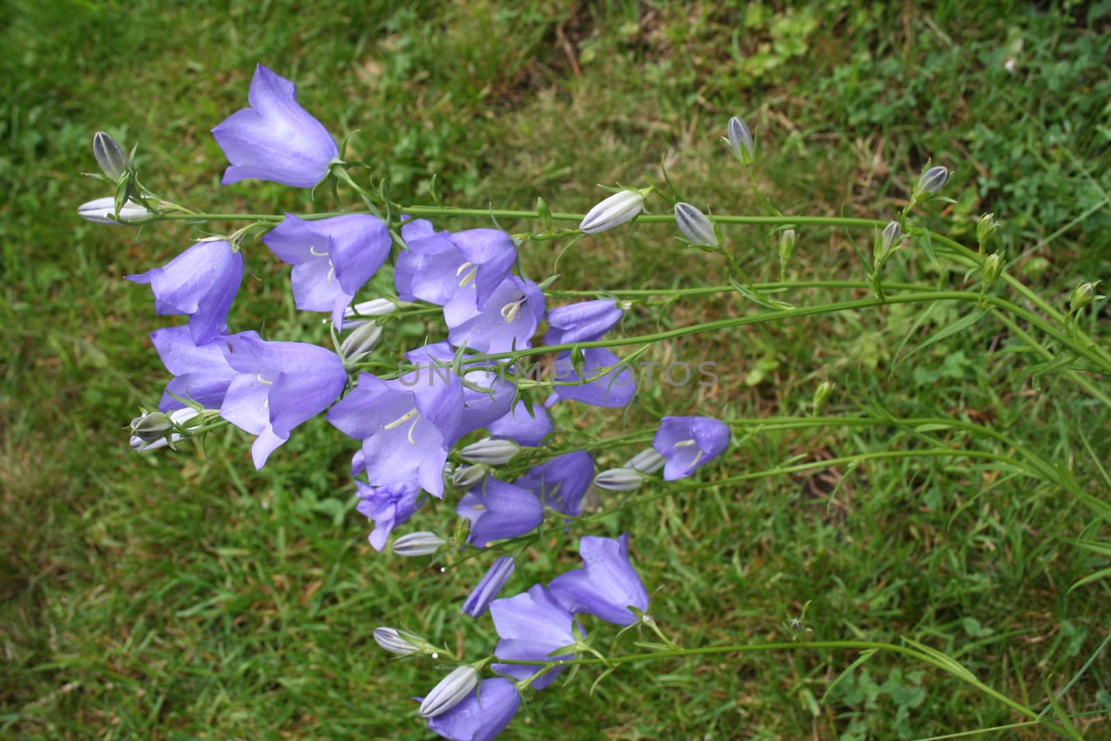 campanula persicifolia