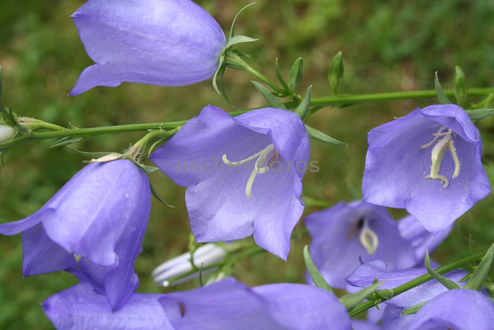 campanula persicifolia by elin_merete