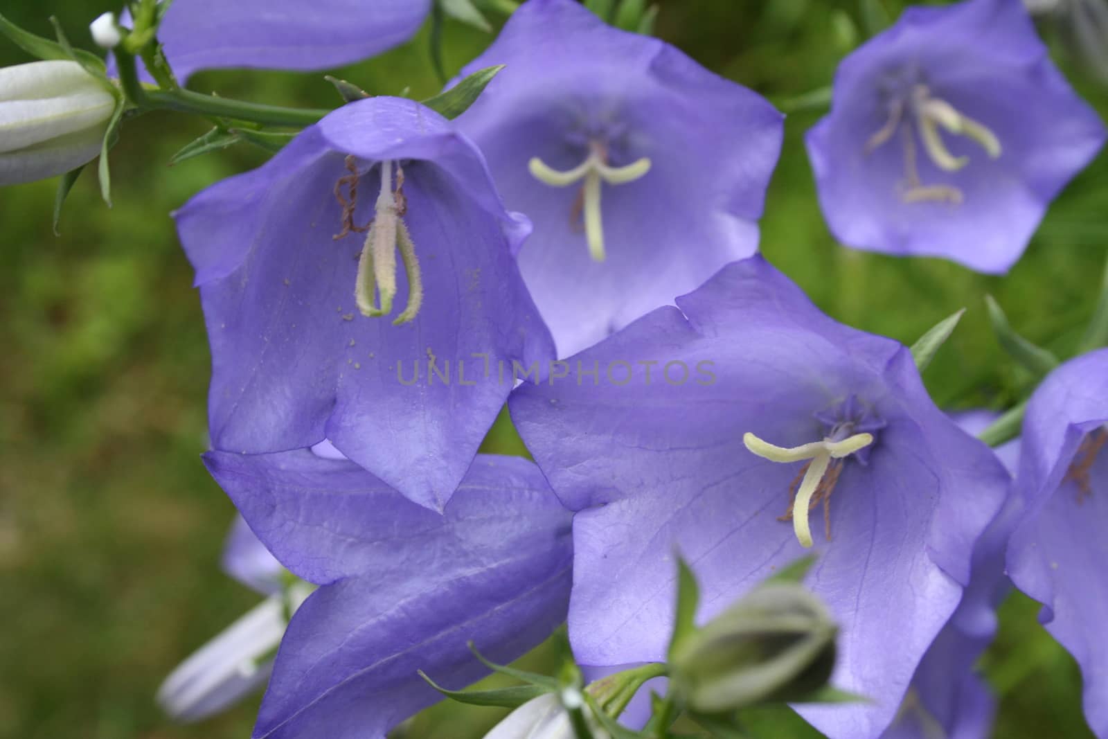 campanula persicifolia by elin_merete