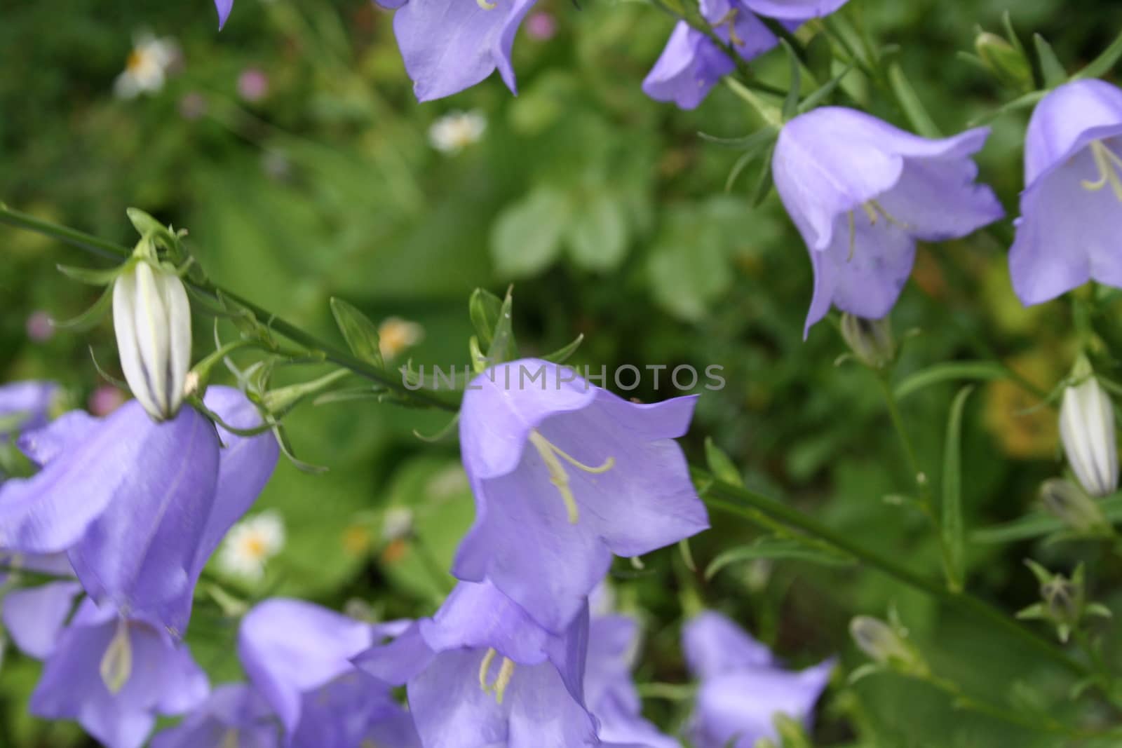 campanula persicifolia by elin_merete