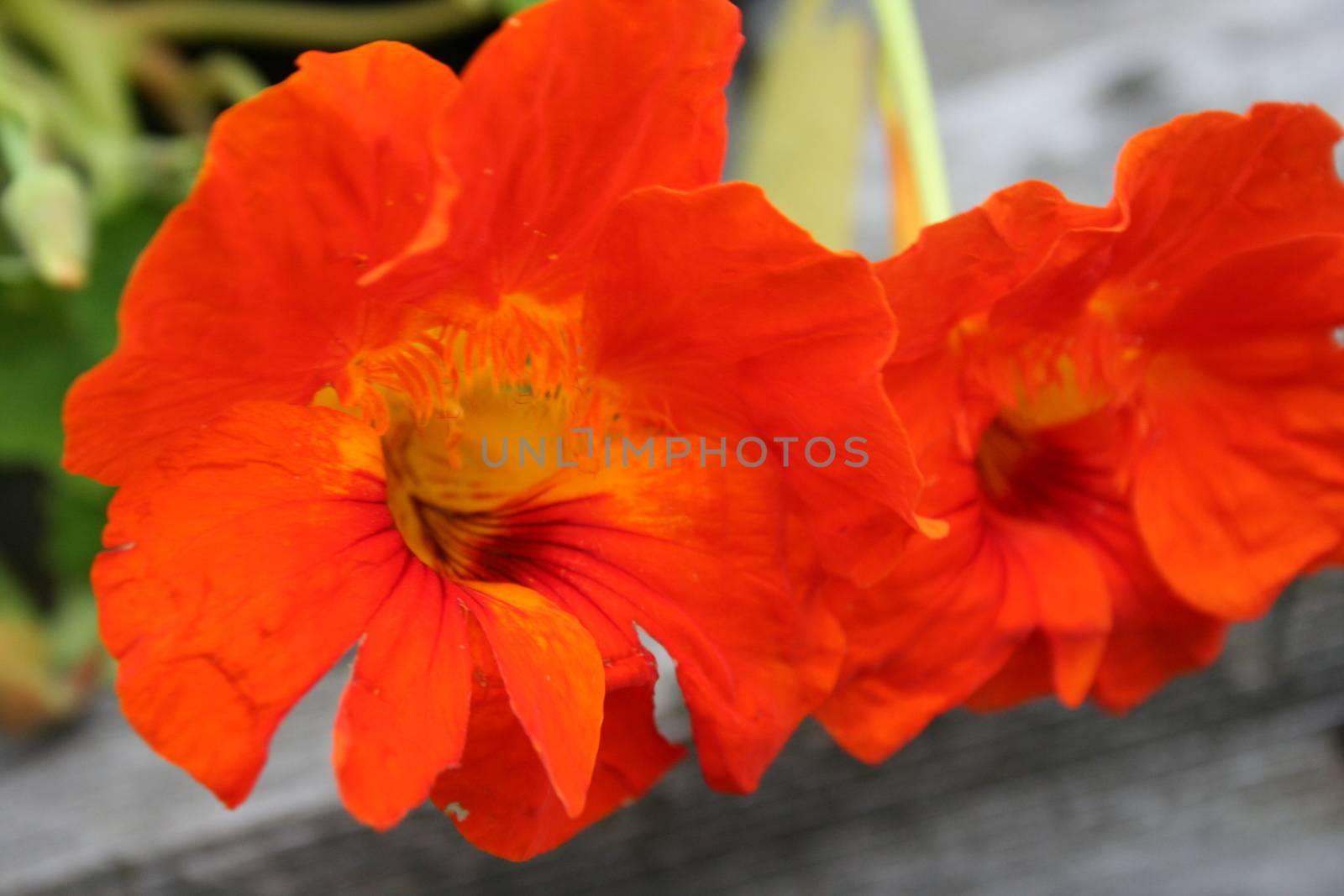 tropaeolum majus