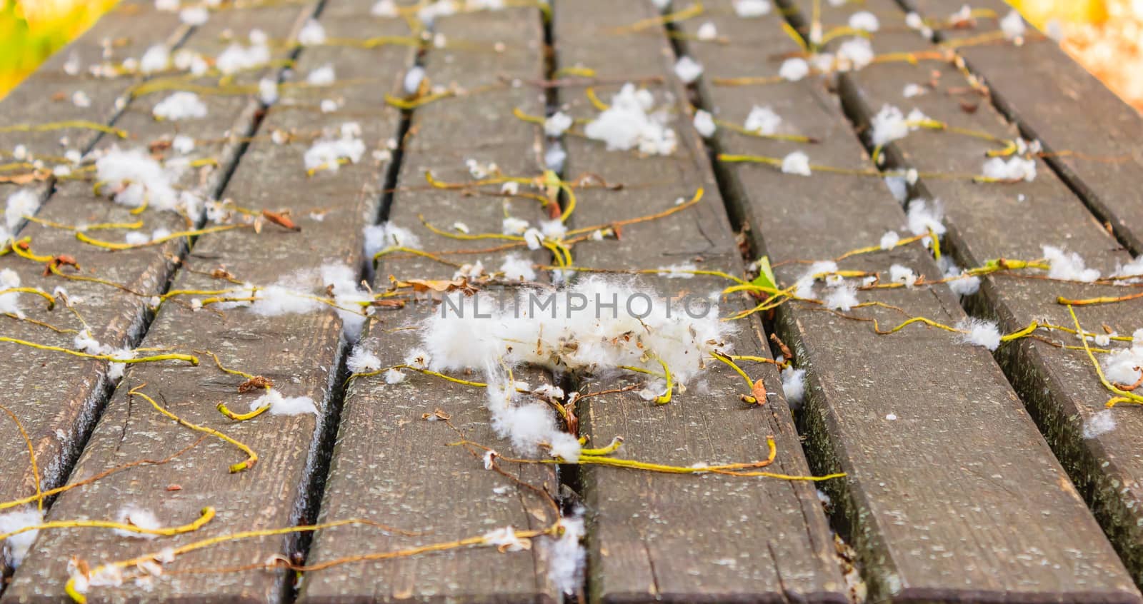 an expanse of pollen on a wooden board in a park during spring