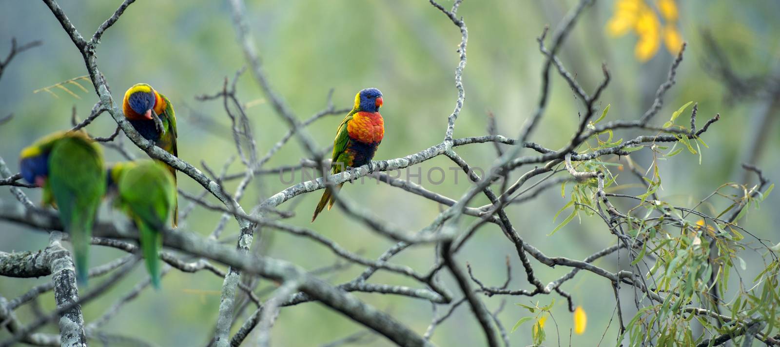 Rainbow lorikeets out in nature during the day, Queensland.