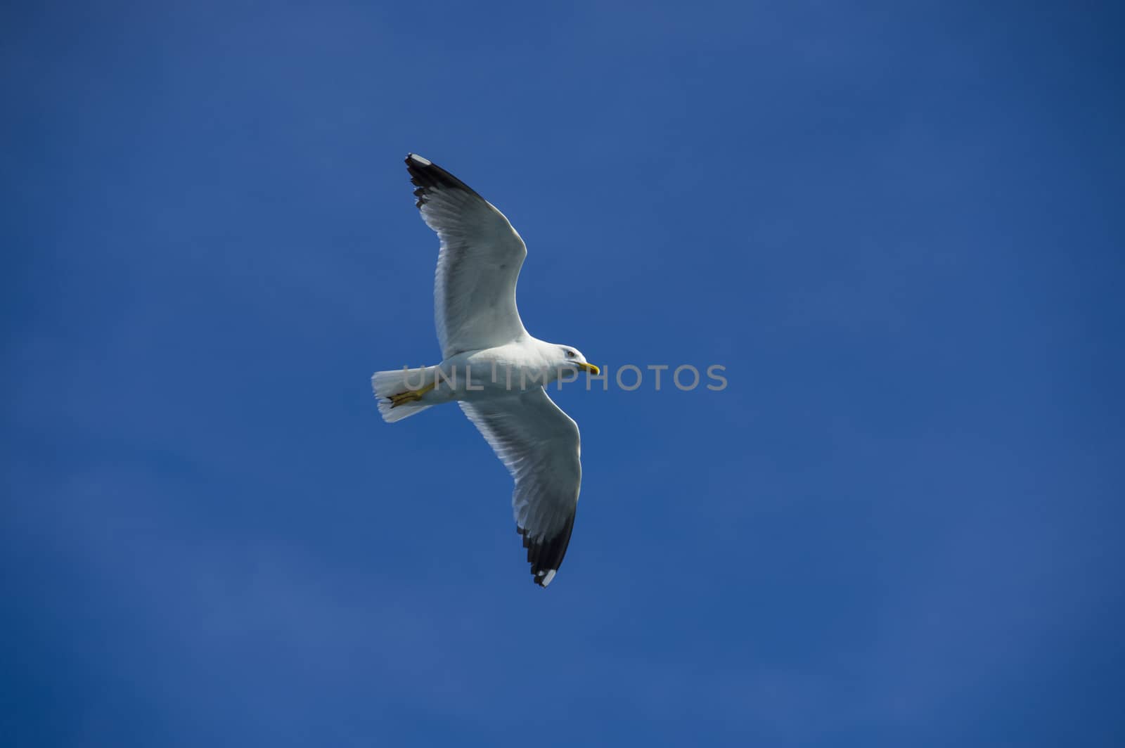 white sea bird soaring in the blue sky spreading wings