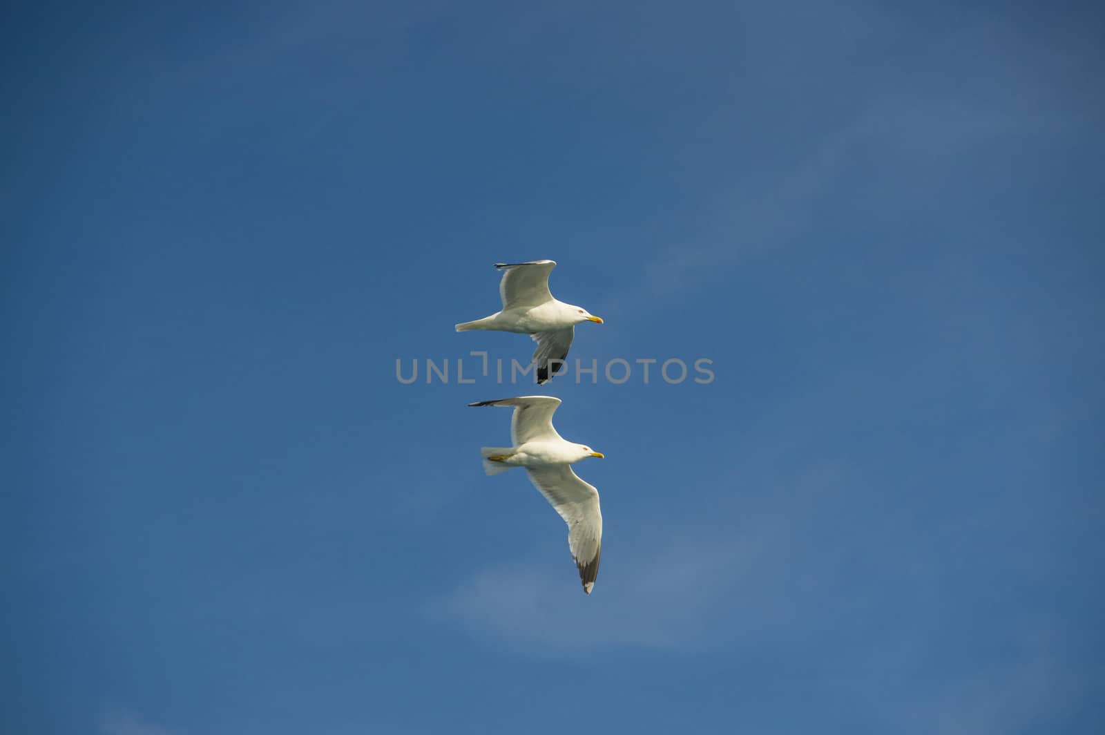 white sea bird soaring in the blue sky spreading wings
