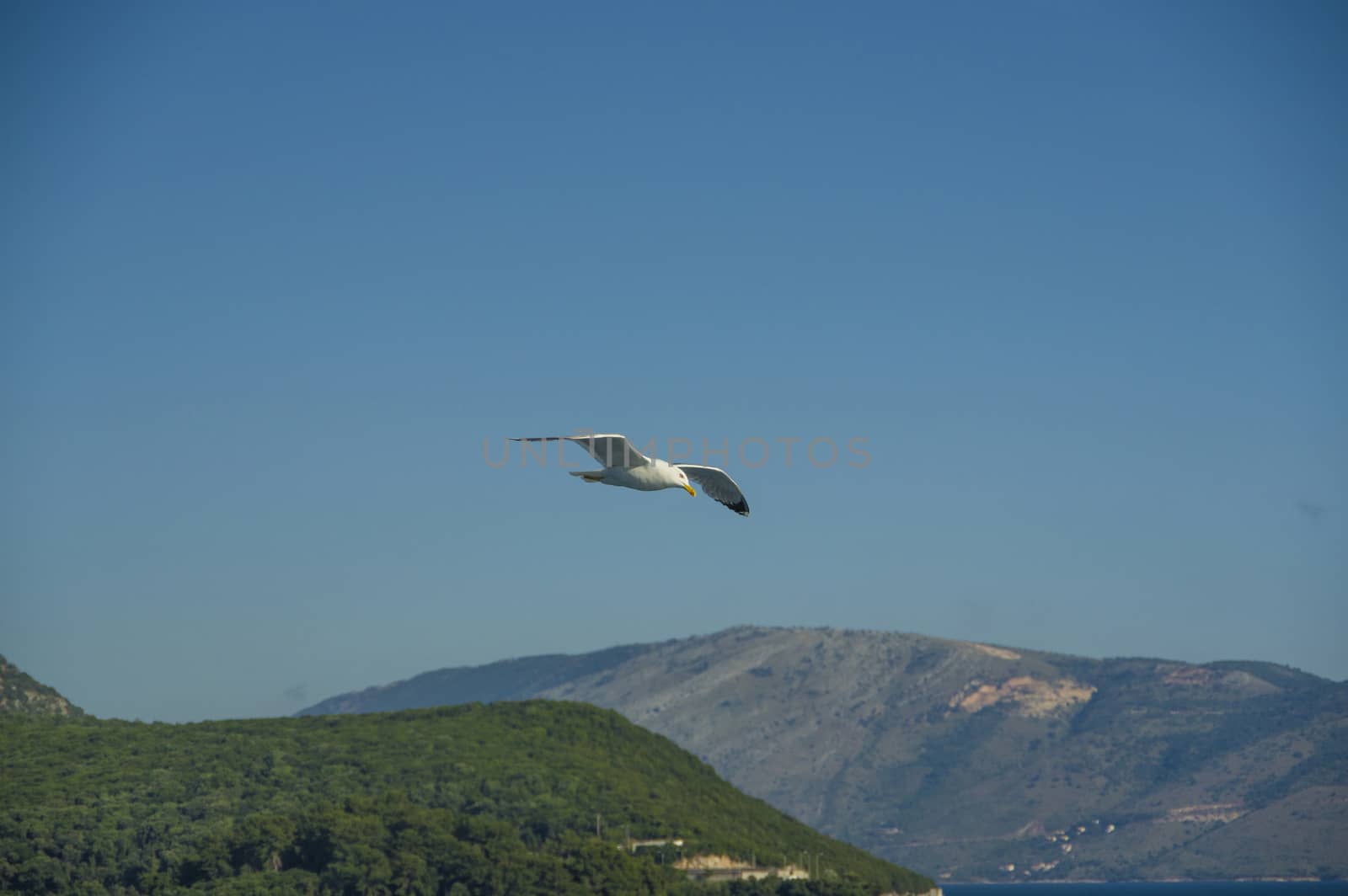 white sea bird soaring in the blue sky spreading wings