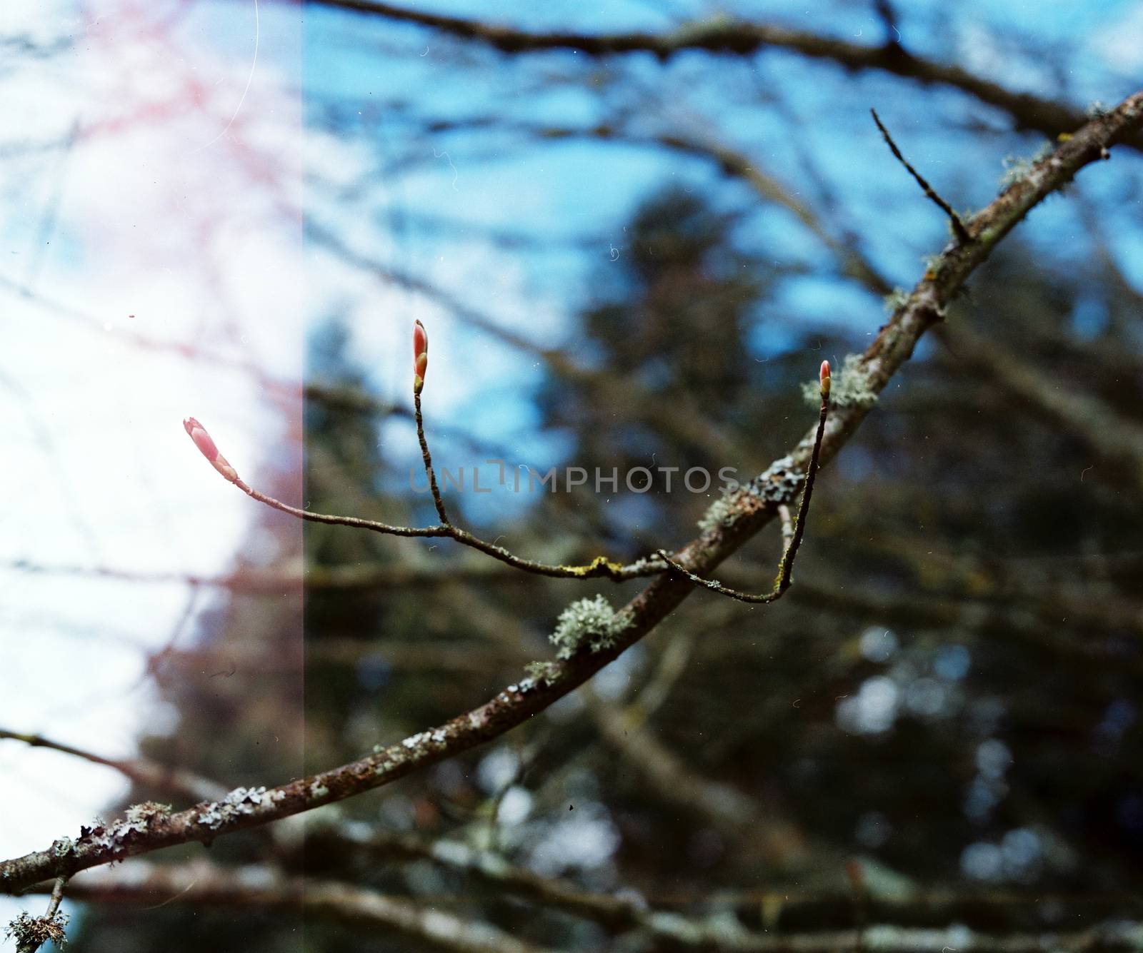 Film image of blooming leaves buds on a branch