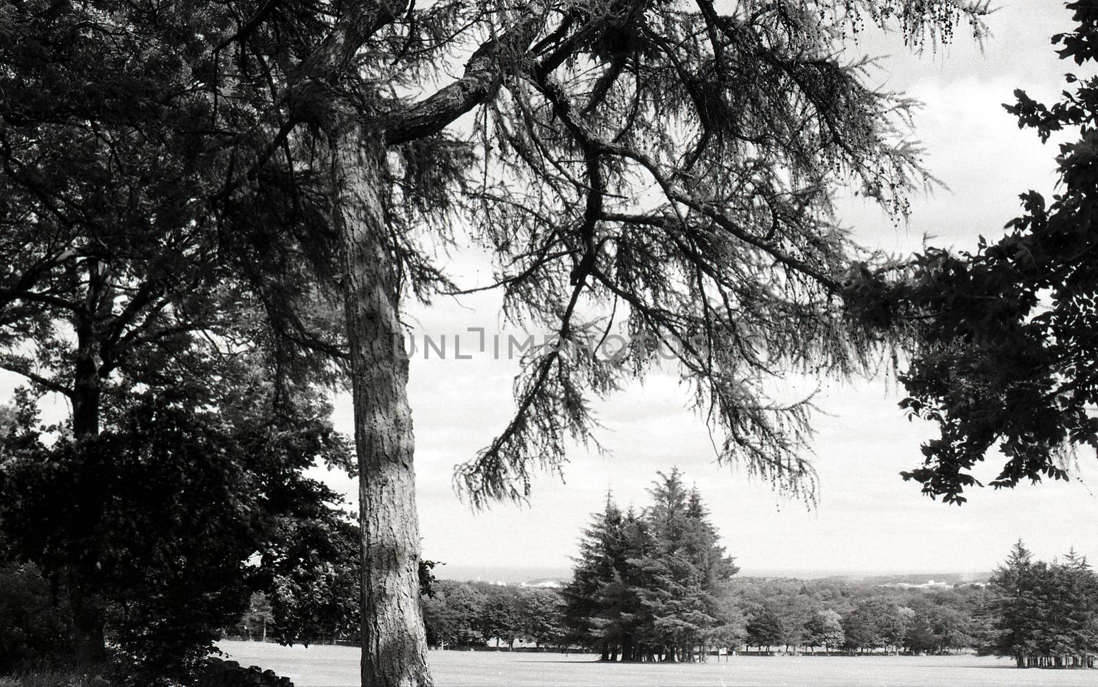 Black and white image of forrest in Hazlehead, Aberdeen