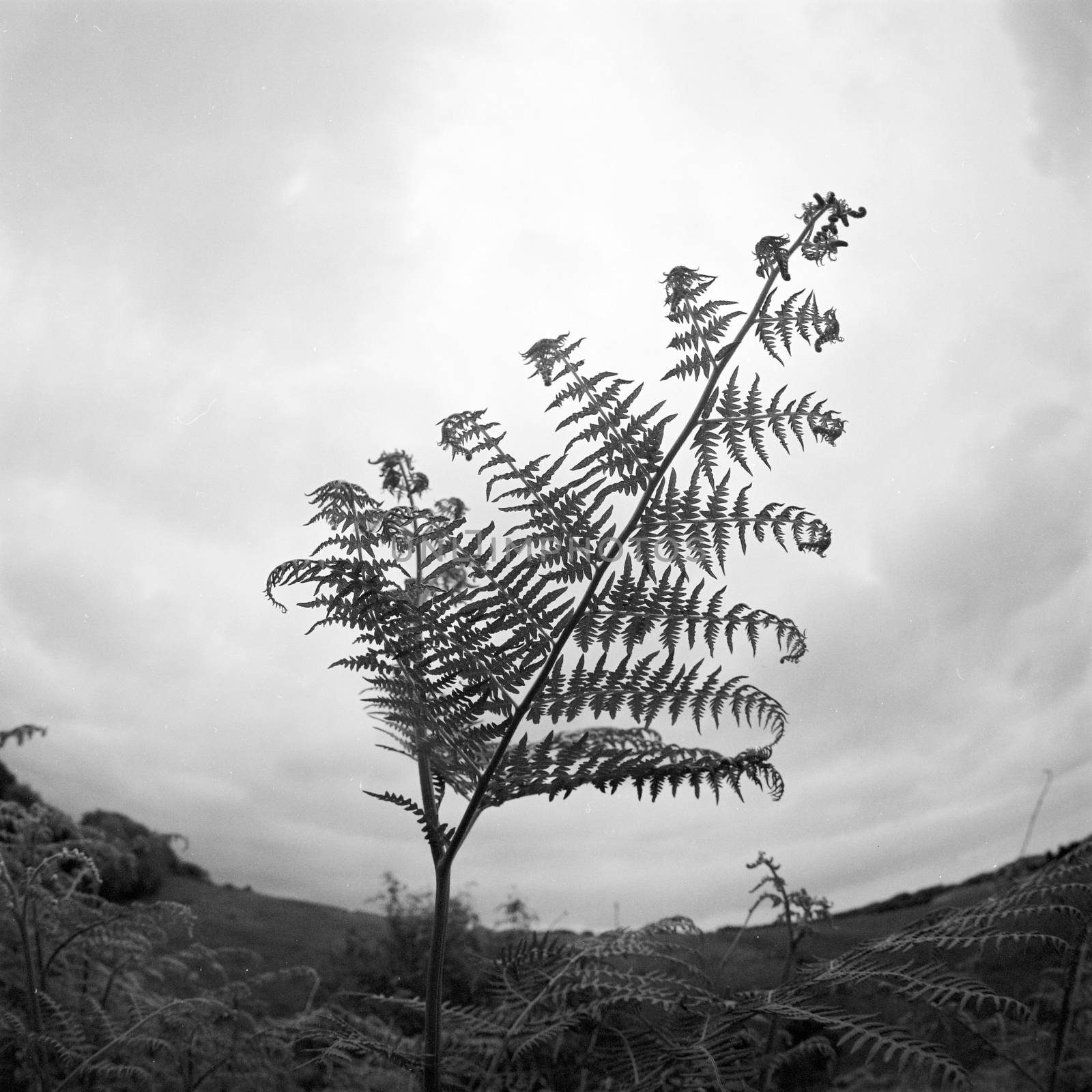 Blakc and white film image of fern against sky
