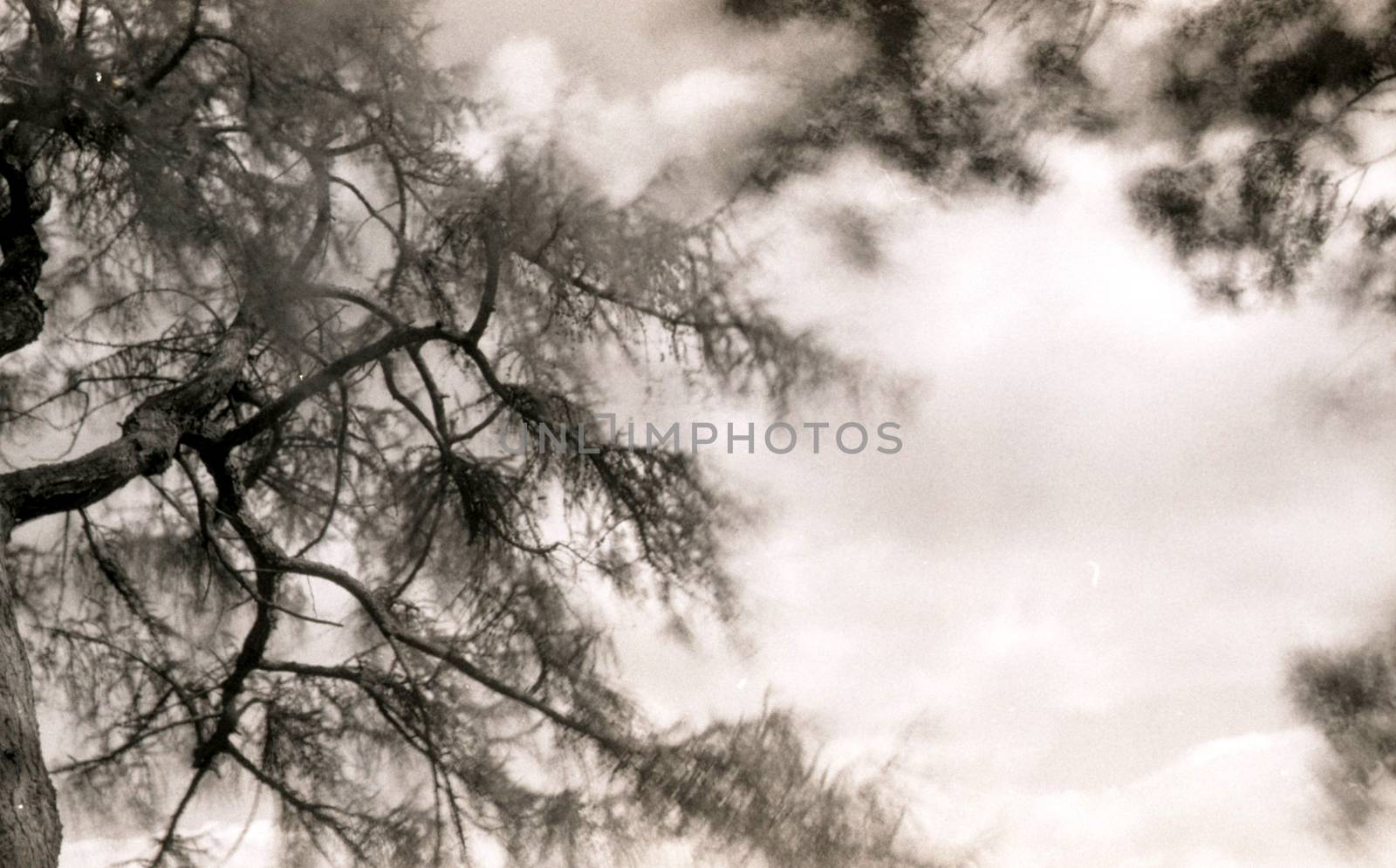 Tree branches by megalithicmatt