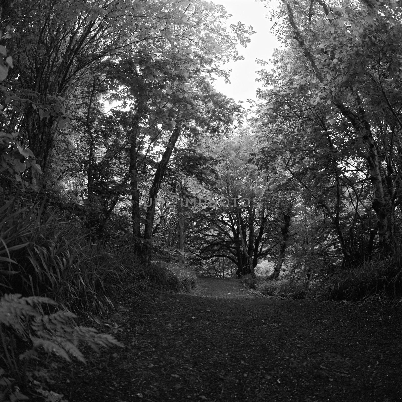 Black and white film image of forrest in Maidencraig, Aberdeen