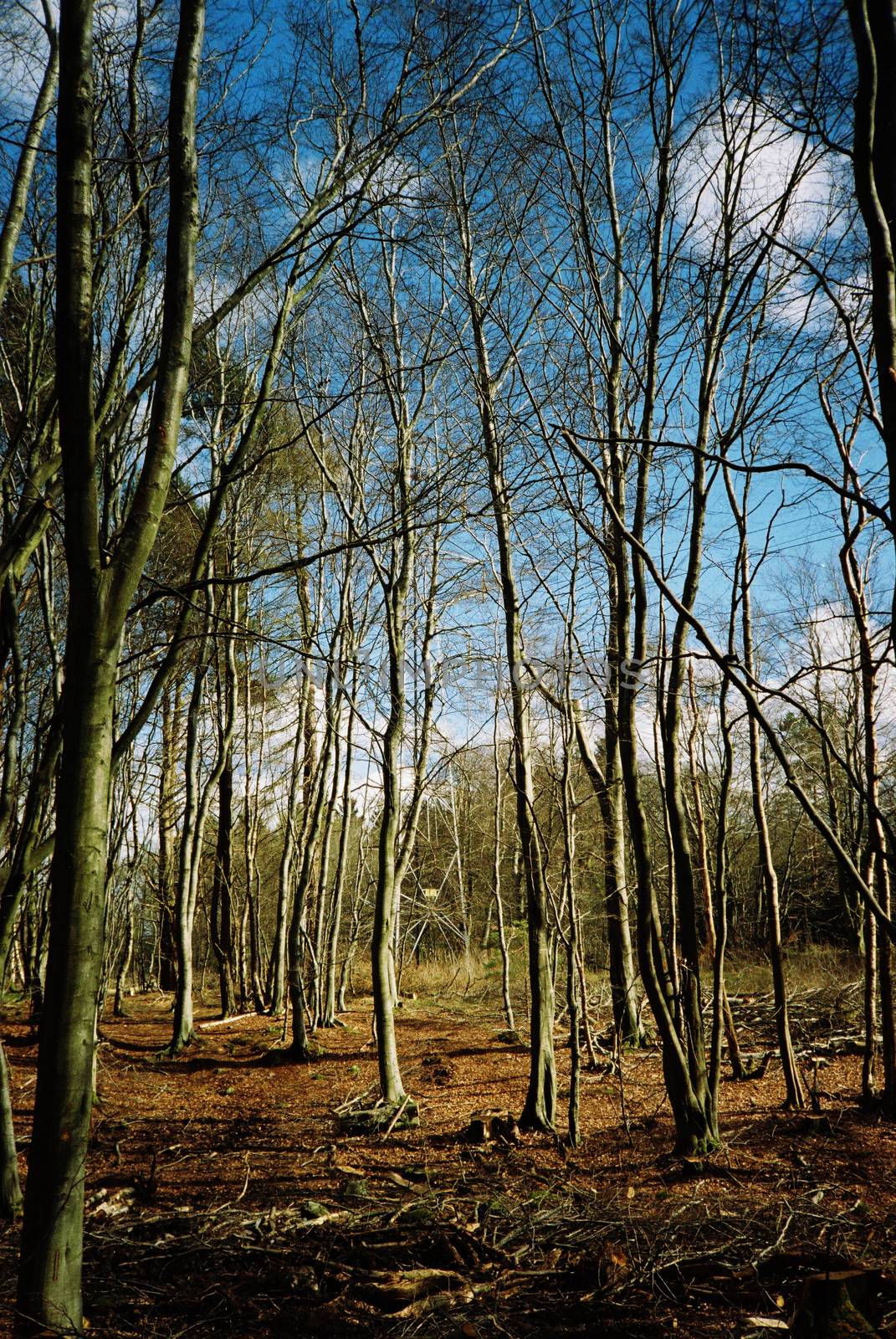 Film image of path in the forrest in Countesswells, Aberdeen
