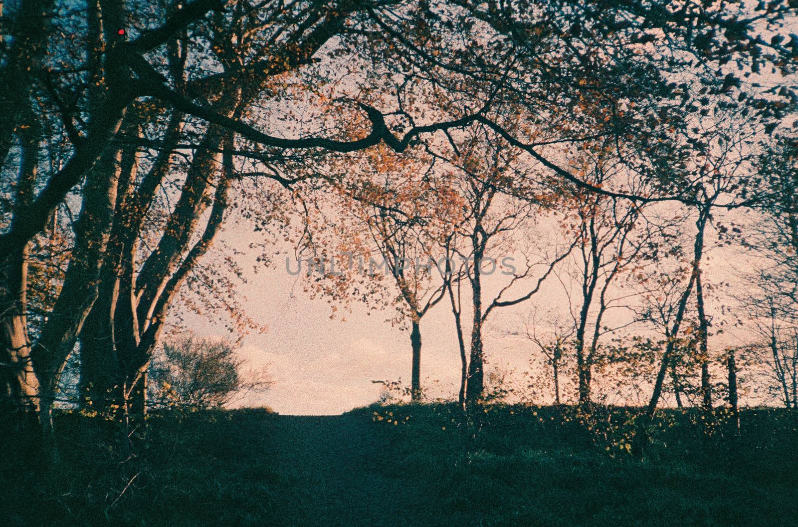 Color film image of nature scene in Maidencraig, Aberdeen