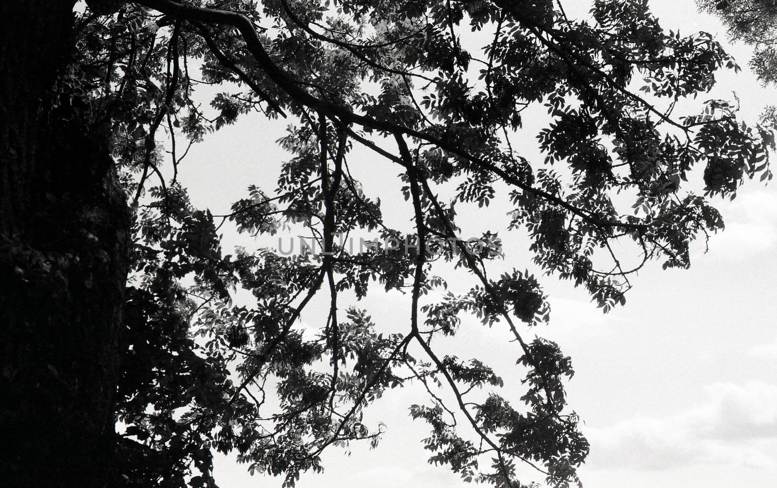 Black and white film image of tree branches against sky