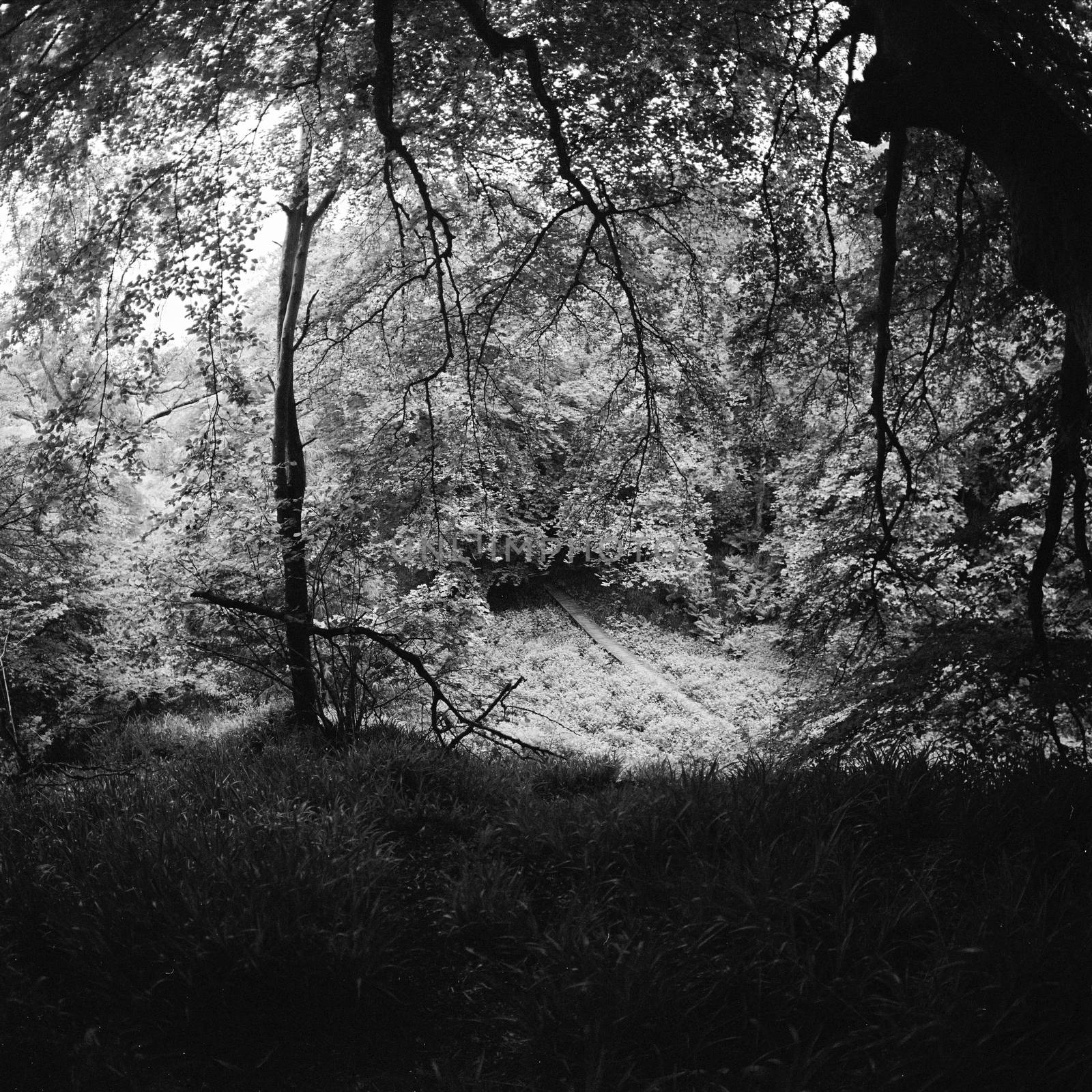Black and white film image of forrest in Maidencraig, Aberdeen