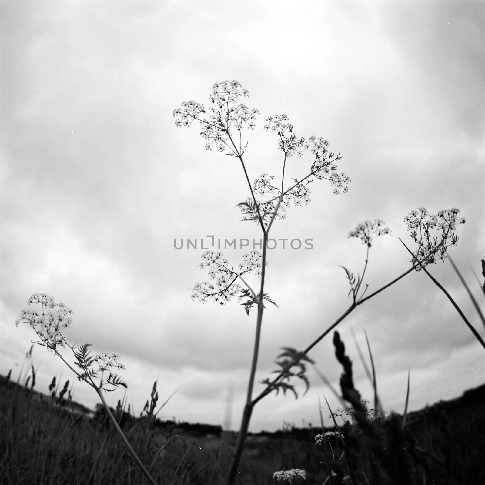 Black and white film image of wild flowers against sky