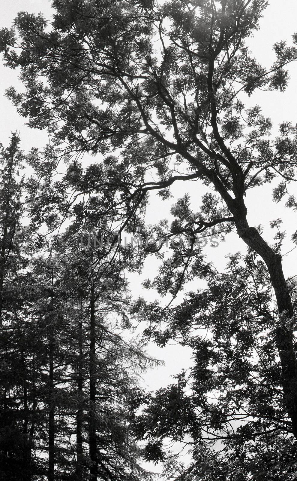 Black and white film image of tree branches against sky