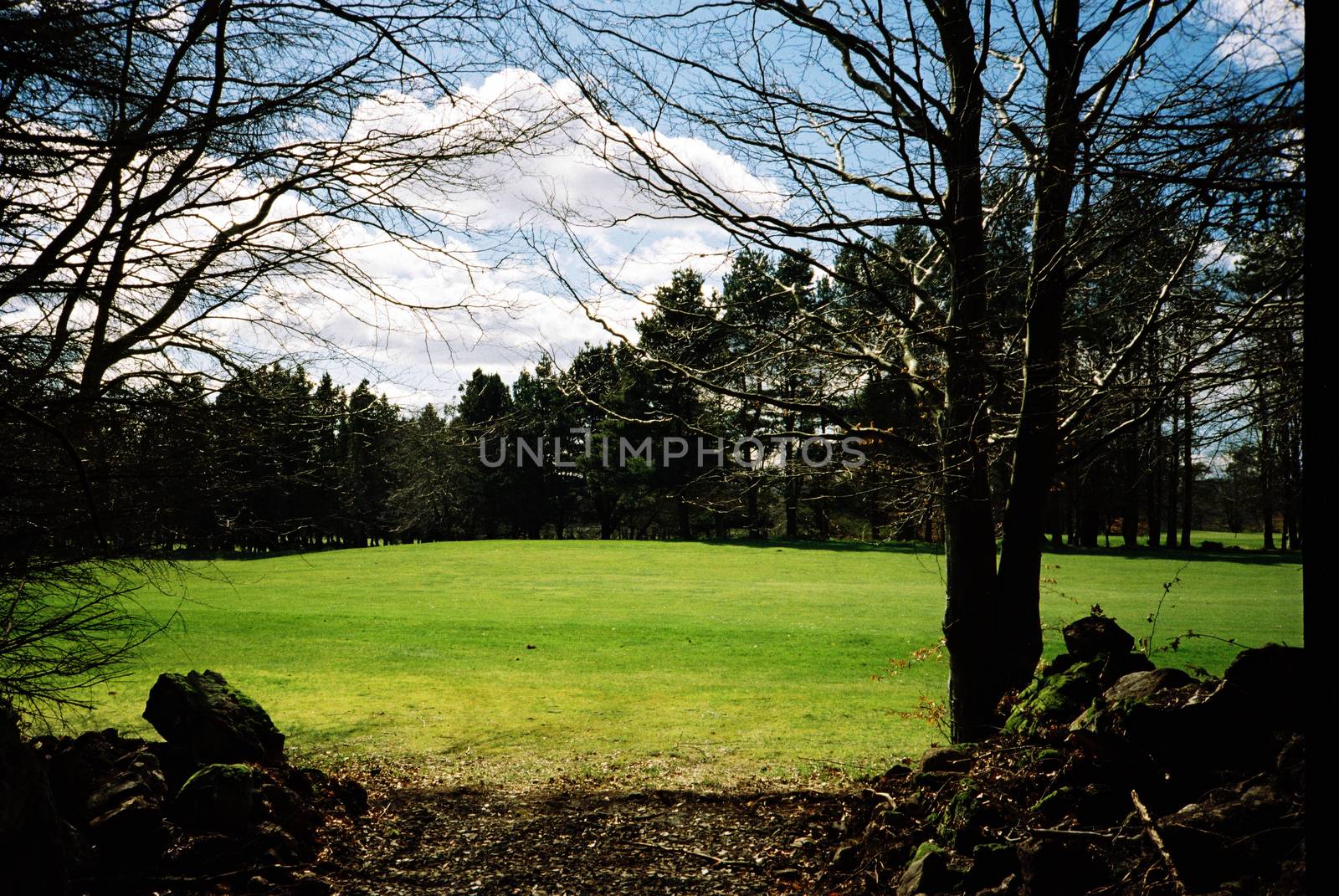 Forrest in Countesswells, Aberdeen by megalithicmatt