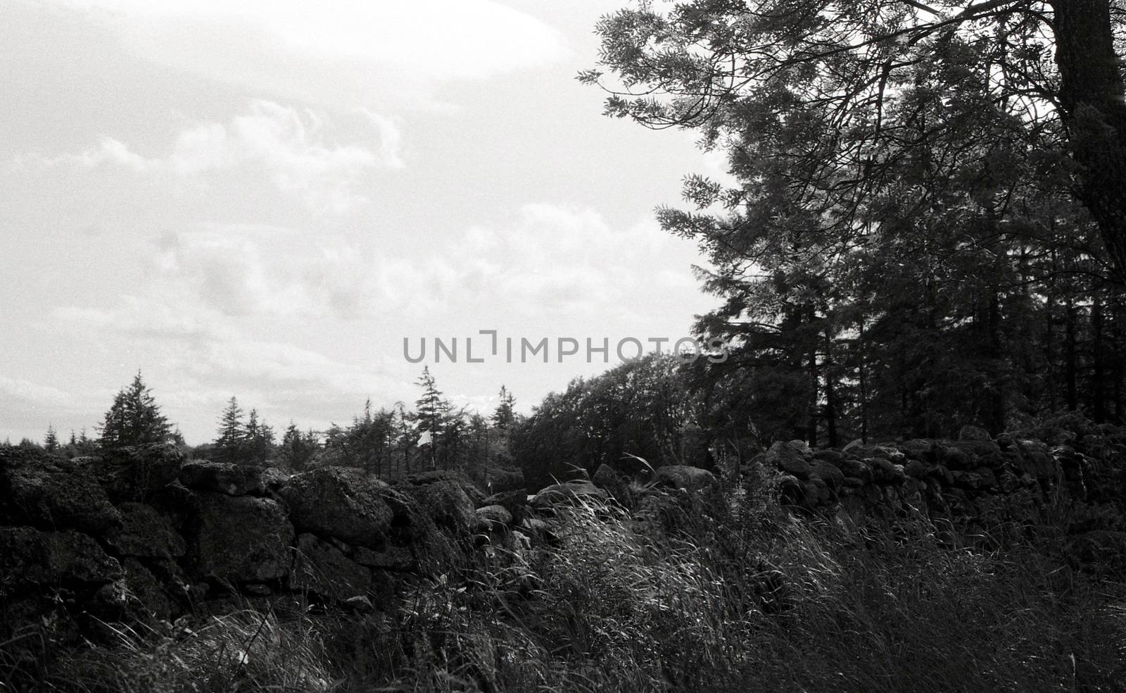 Black and white image of forrest in Hazlehead, Aberdeen