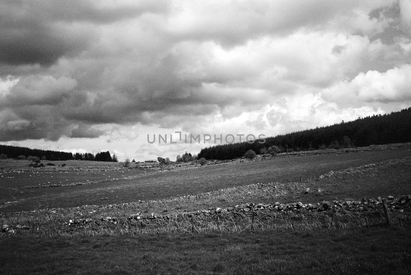 Black and white film image of meadow and forrest in Eslie, Durris, Aberdeenshire