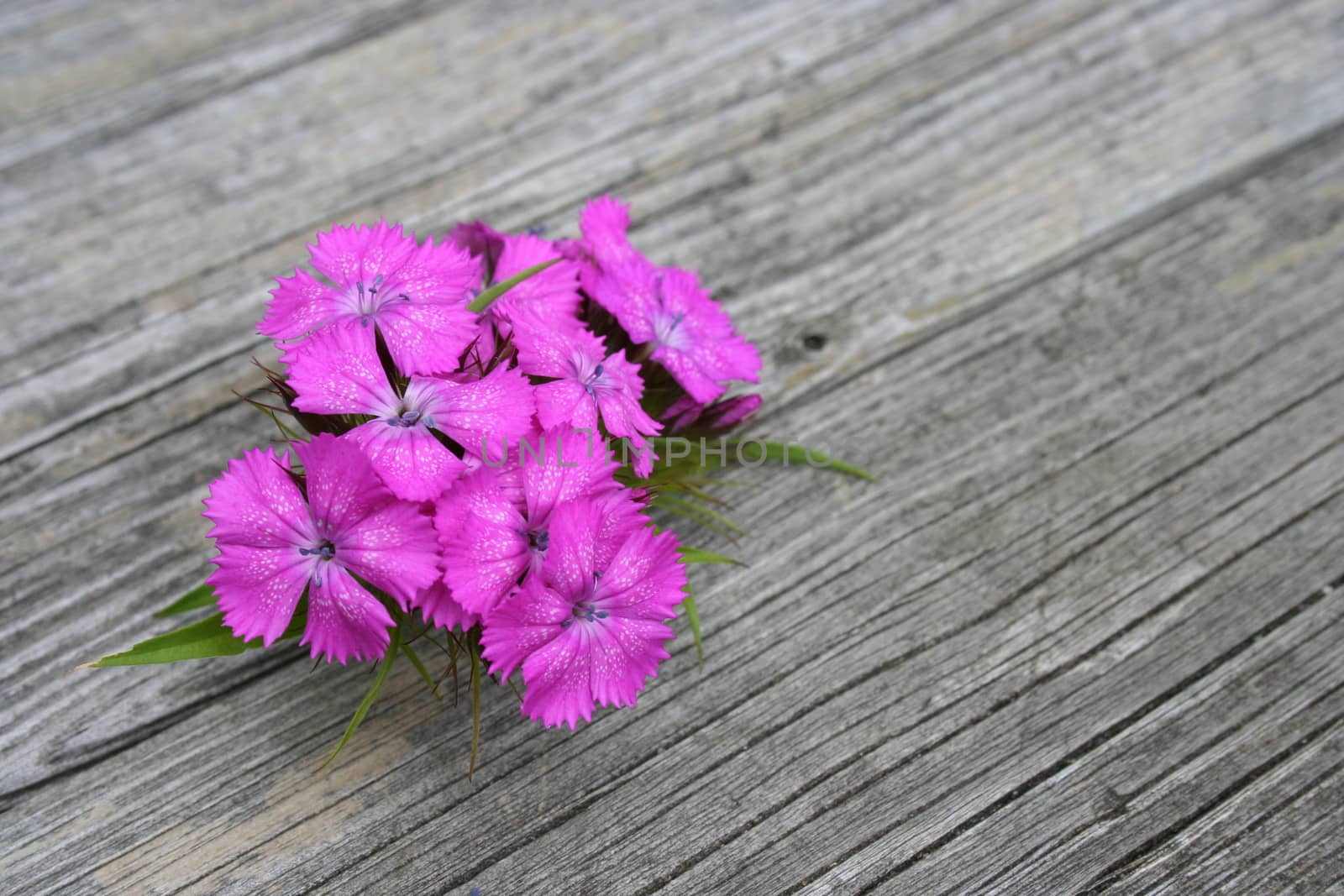 creative bouquet by elin_merete