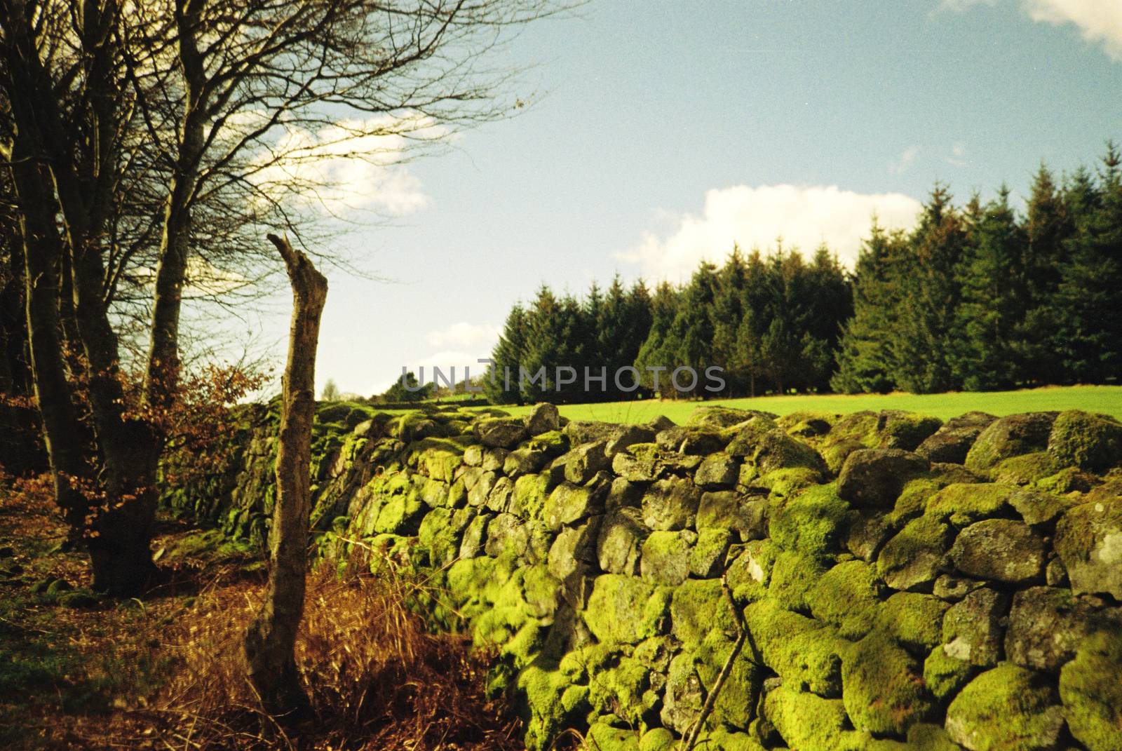 Film image of forrest in Countesswells, Aberdeen