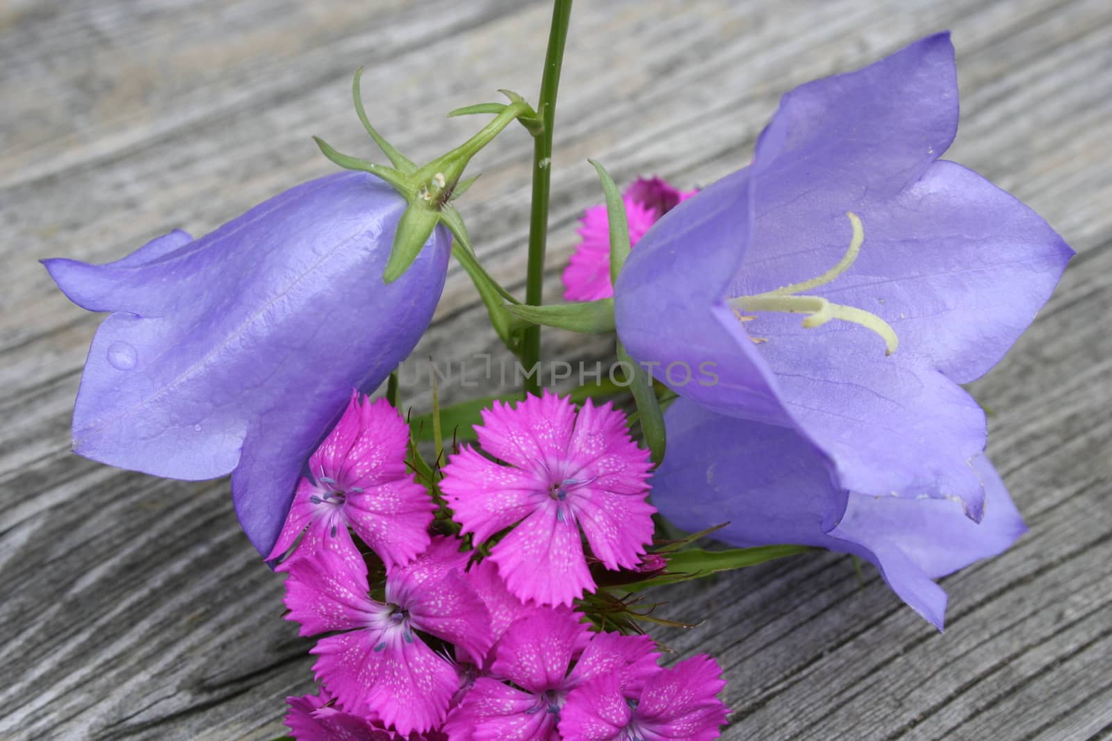 campanula persicifolia