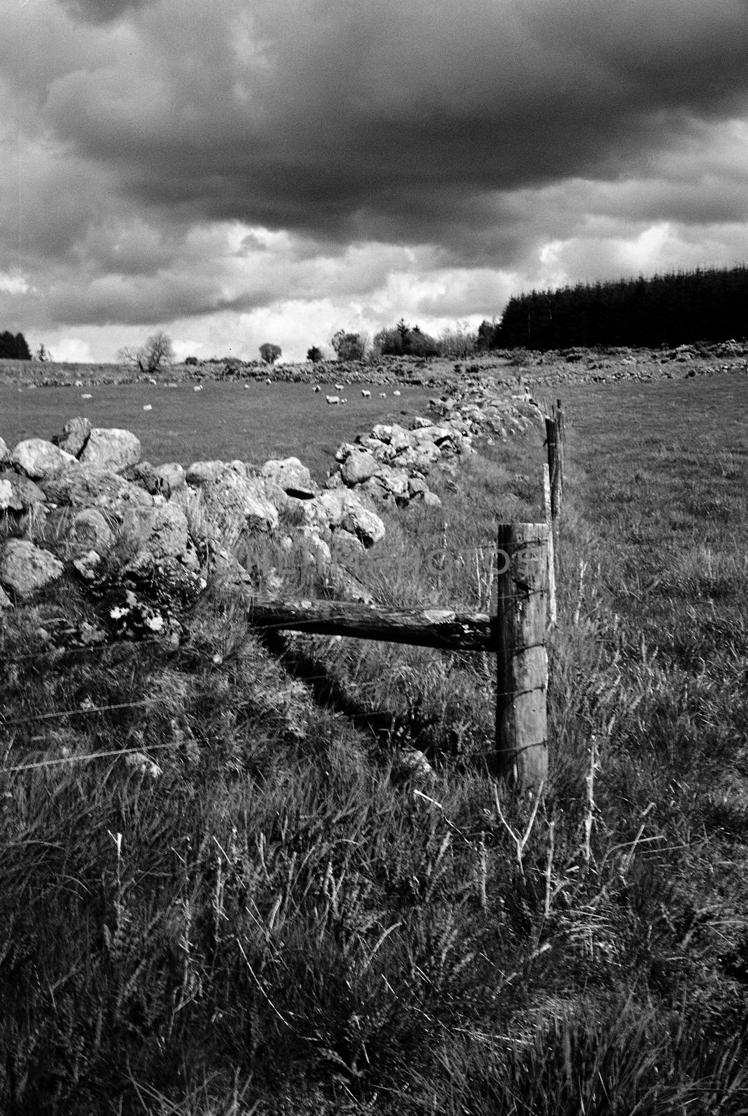 Black and white film image of meadow and forrest in Eslie, Durris, Aberdeenshire