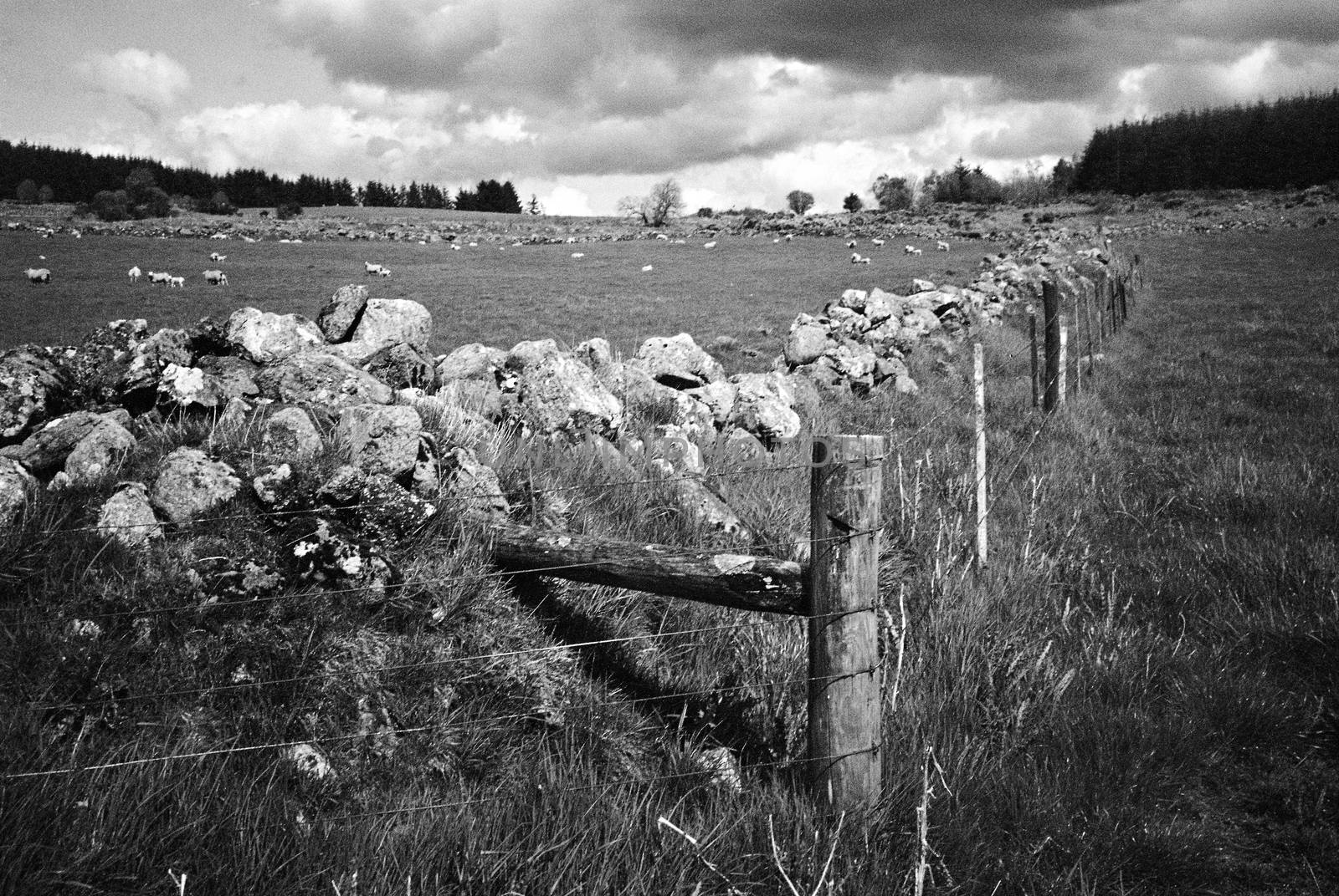 Black and white film image of meadow and forrest in Eslie, Durris, Aberdeenshire