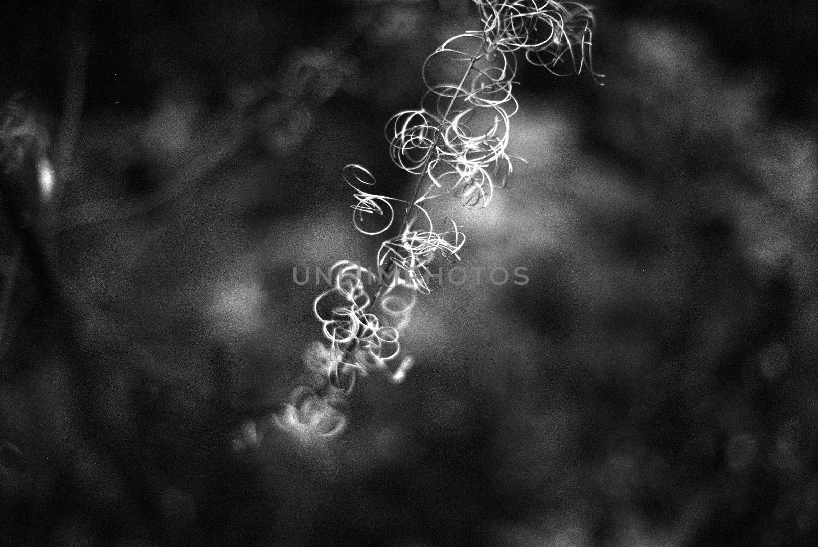 Black and white image of plants