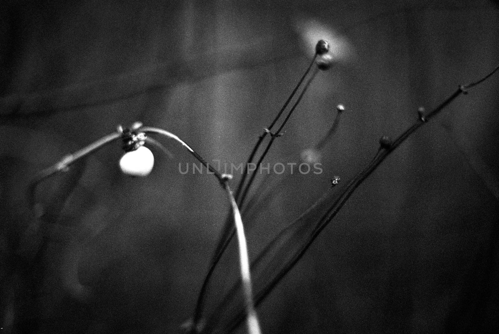 Black and white image of plants