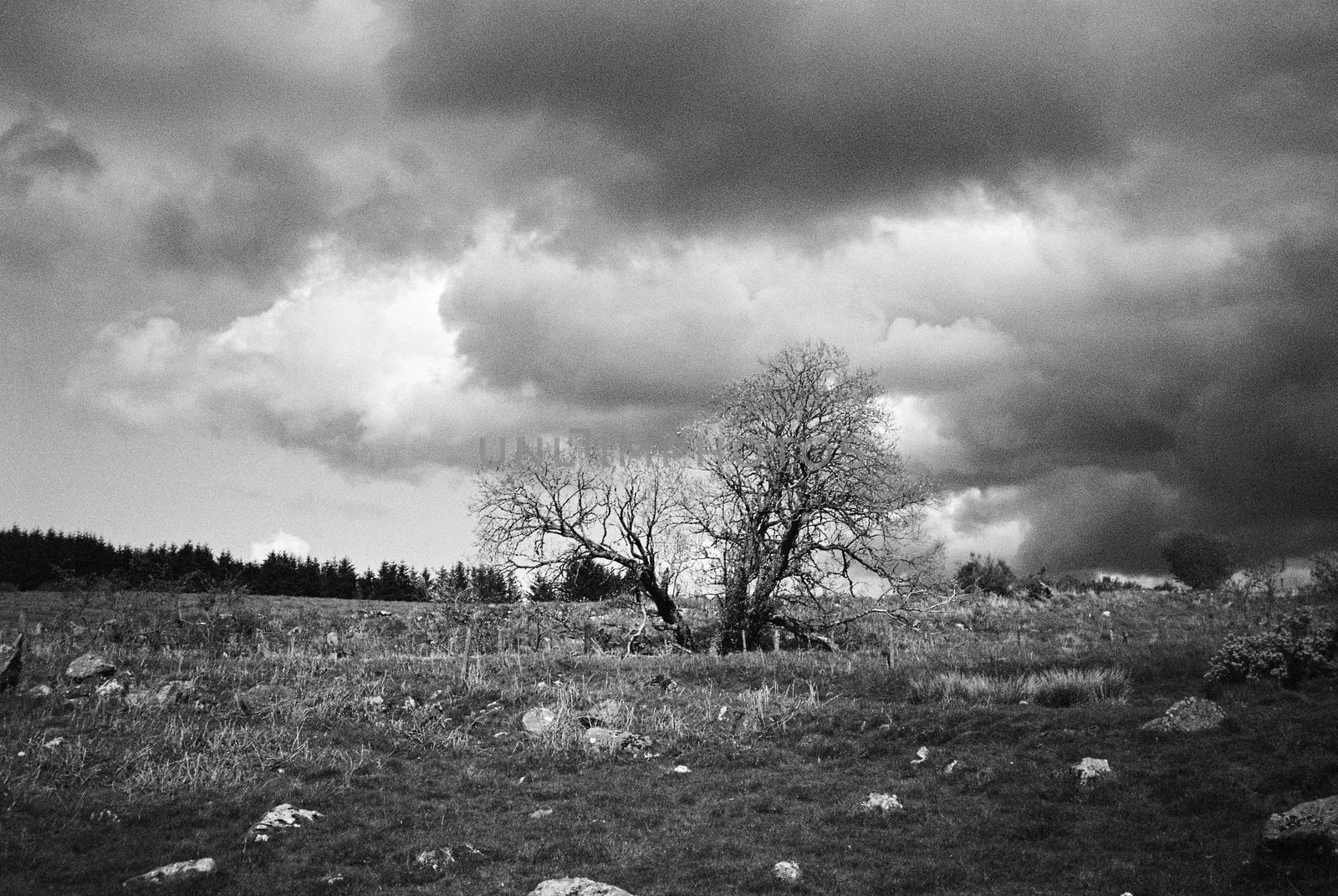  Tree in meadow by megalithicmatt