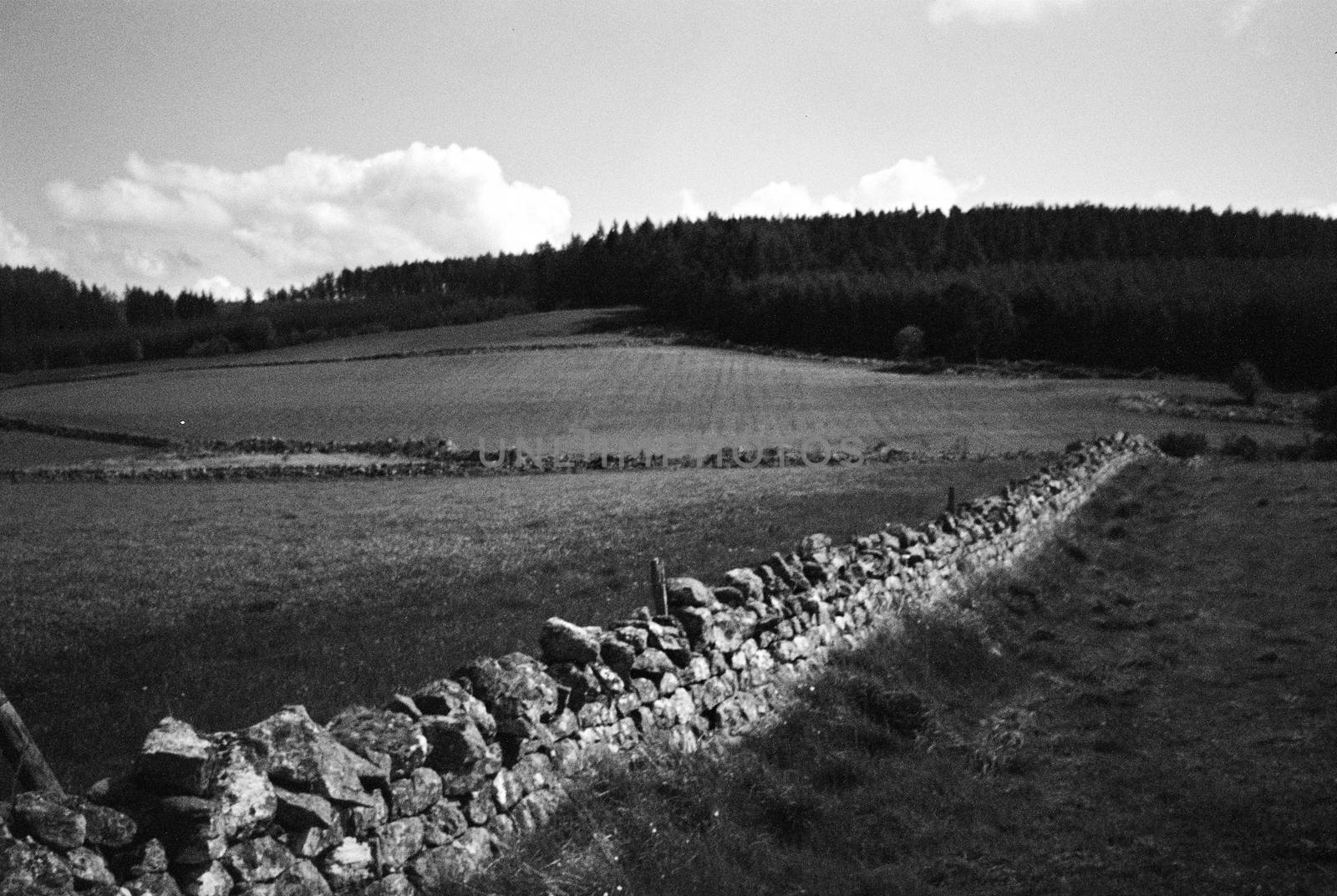 Black and white film image of meadow and forrest in Eslie, Durris, Aberdeenshire