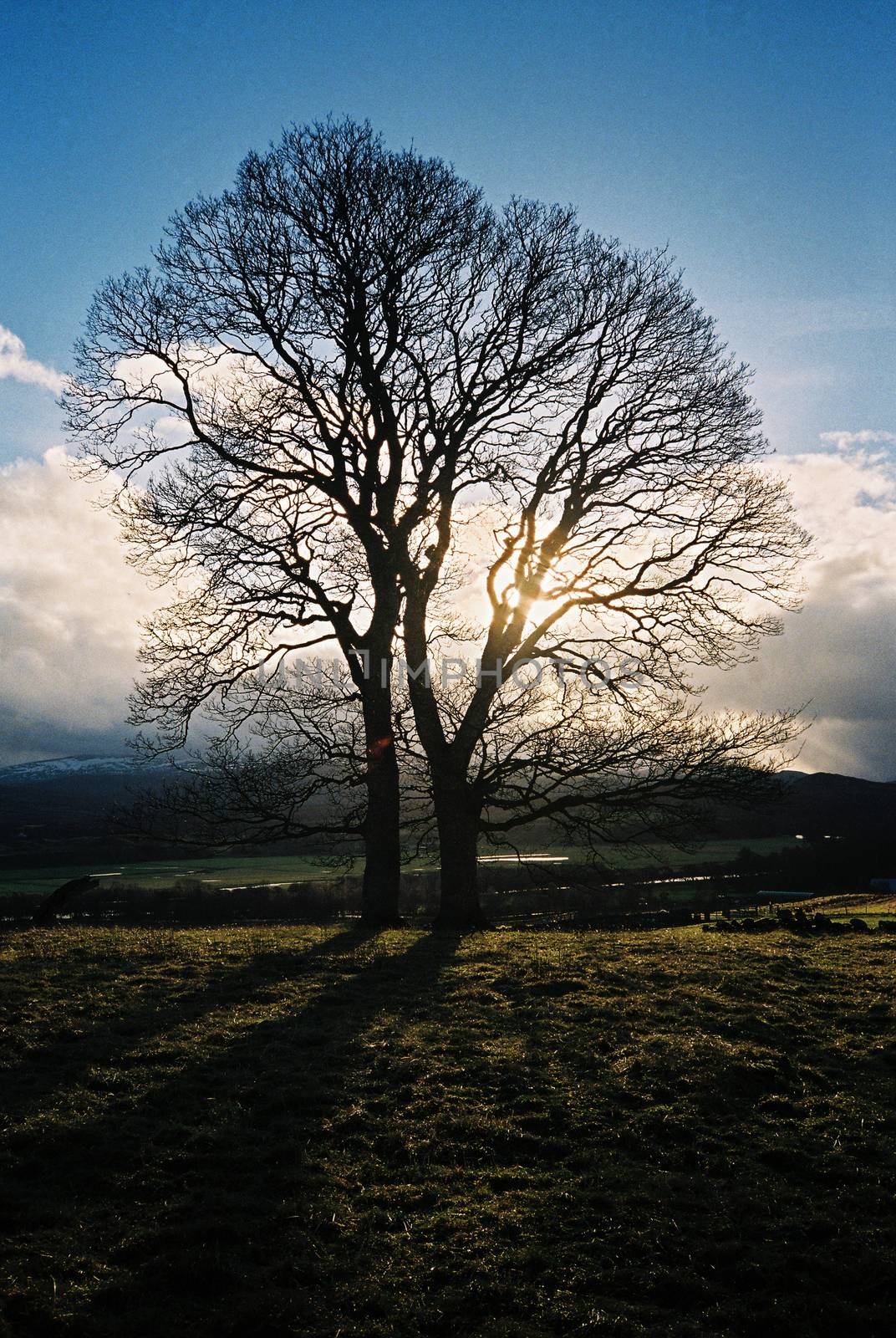 Lone tree on meadow by megalithicmatt