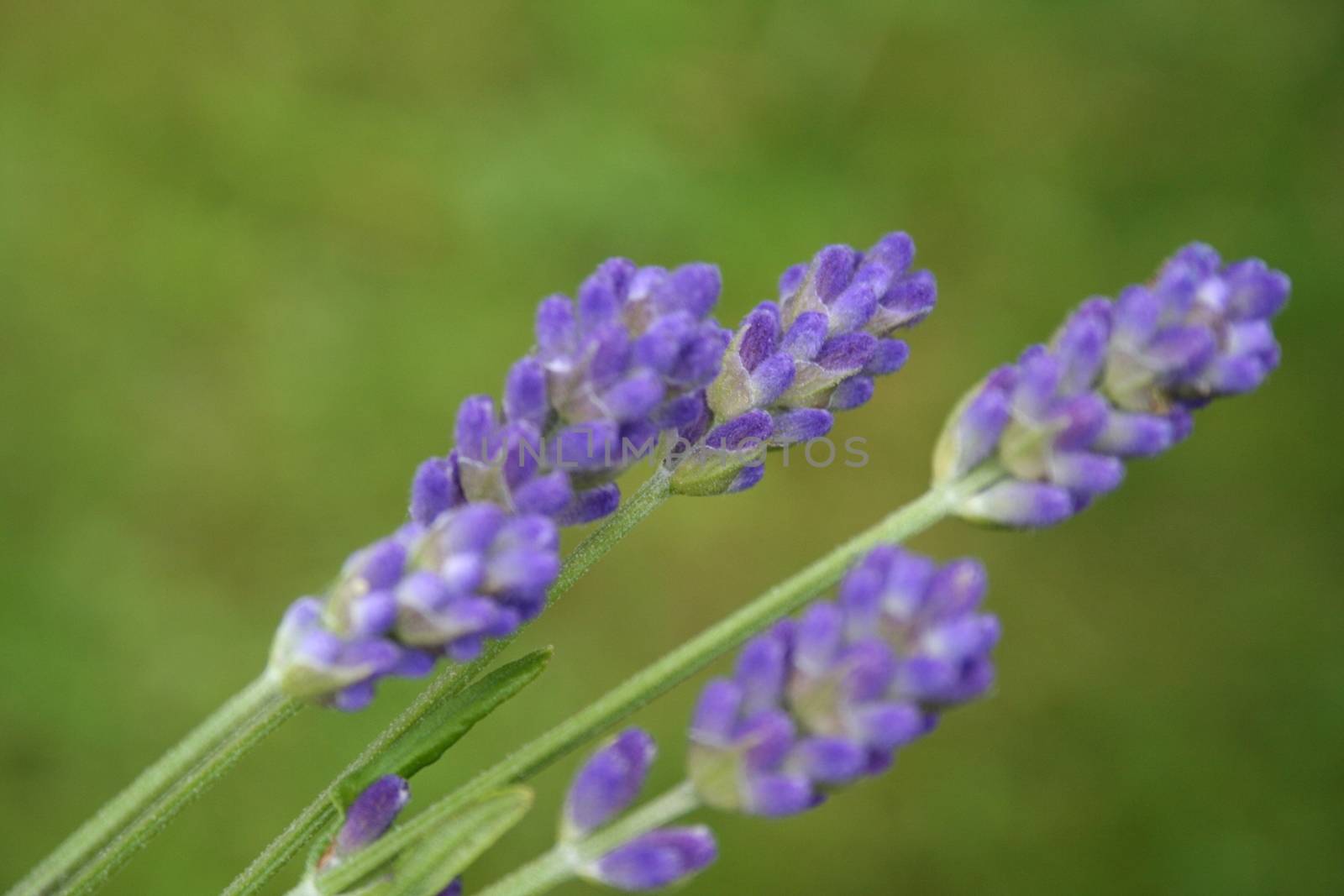 lavender by elin_merete