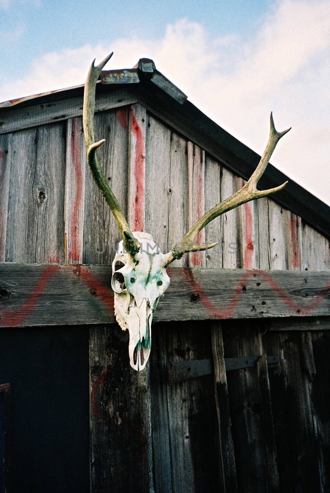 Buck skull trophy on door by megalithicmatt