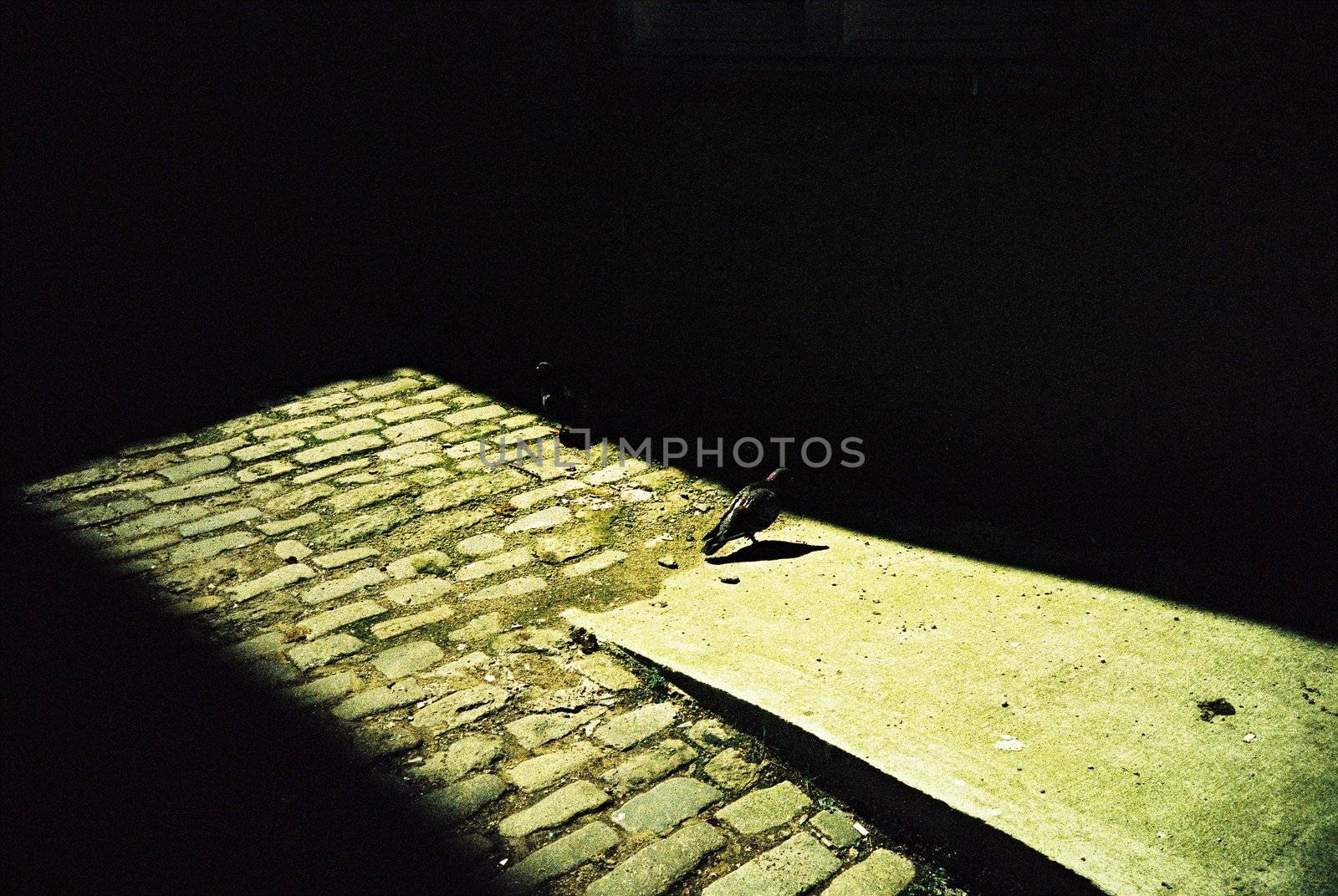Pigeon in sunlight on cobblestone street in Aberdeen