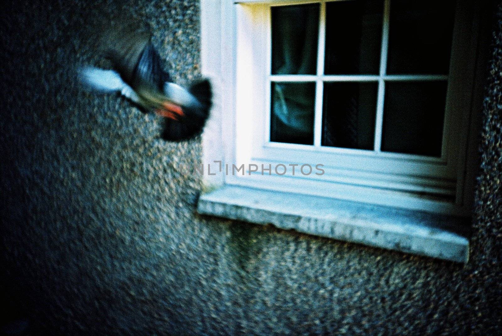 Pigeon flying away from a window ledge by megalithicmatt