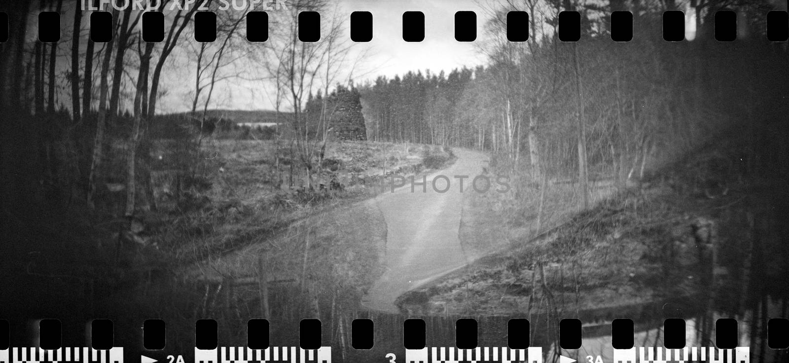 Road through the forrest in Crathes, Scotland by megalithicmatt