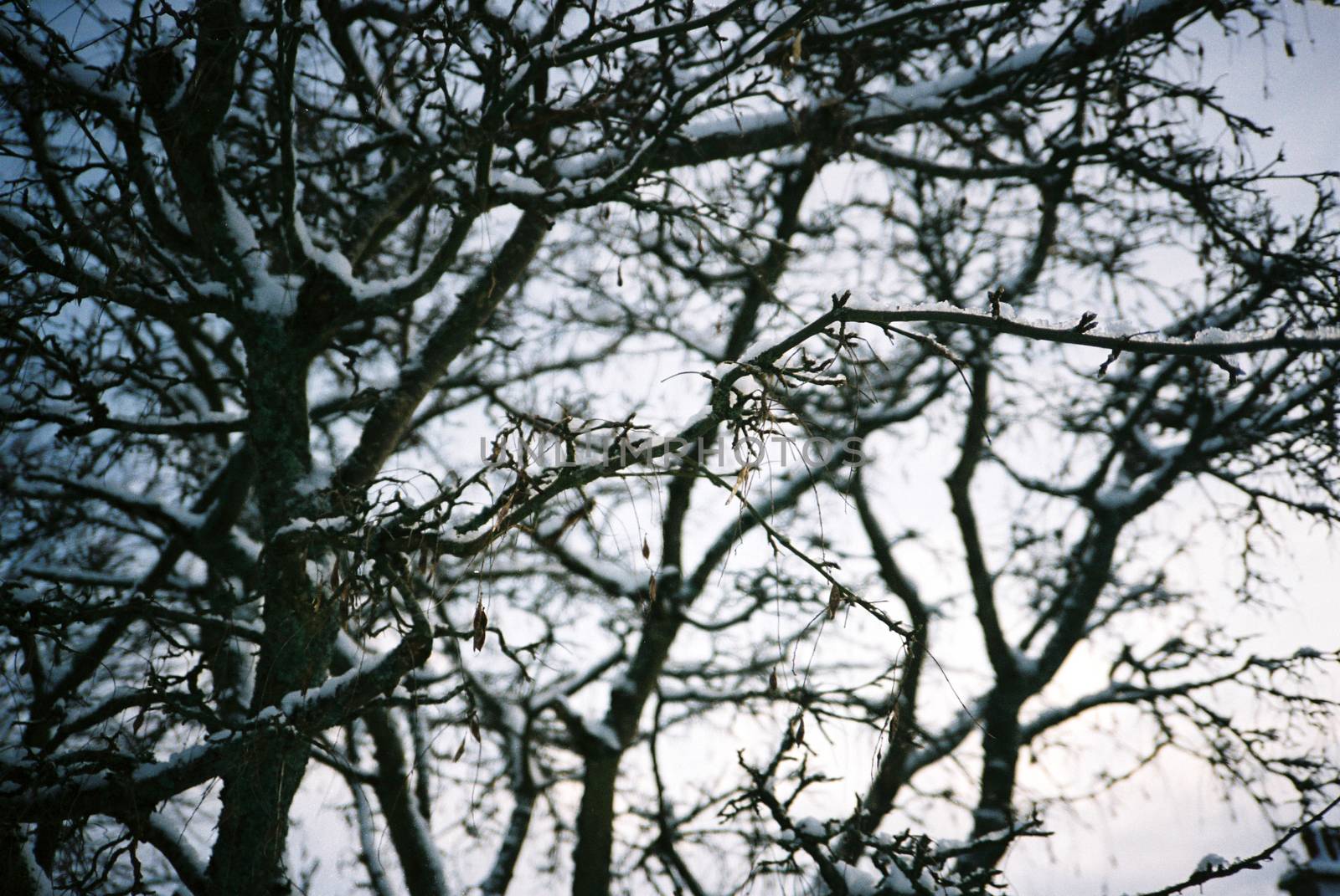 Color film image of tree branches covered in snow