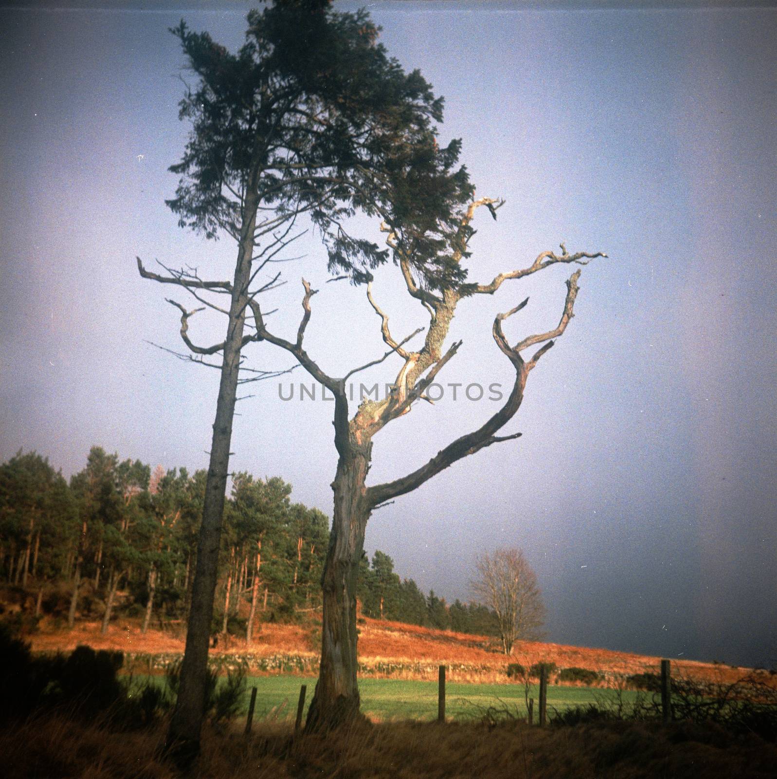 Old trees in Aberdeenshire by megalithicmatt