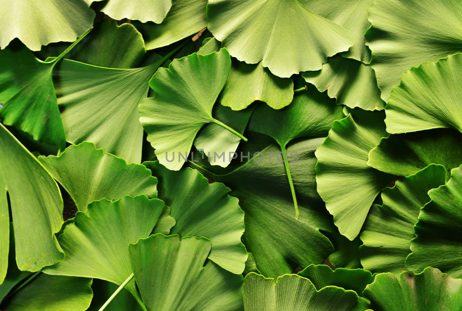 ginkgo biloba tree leaves texture natural pattern