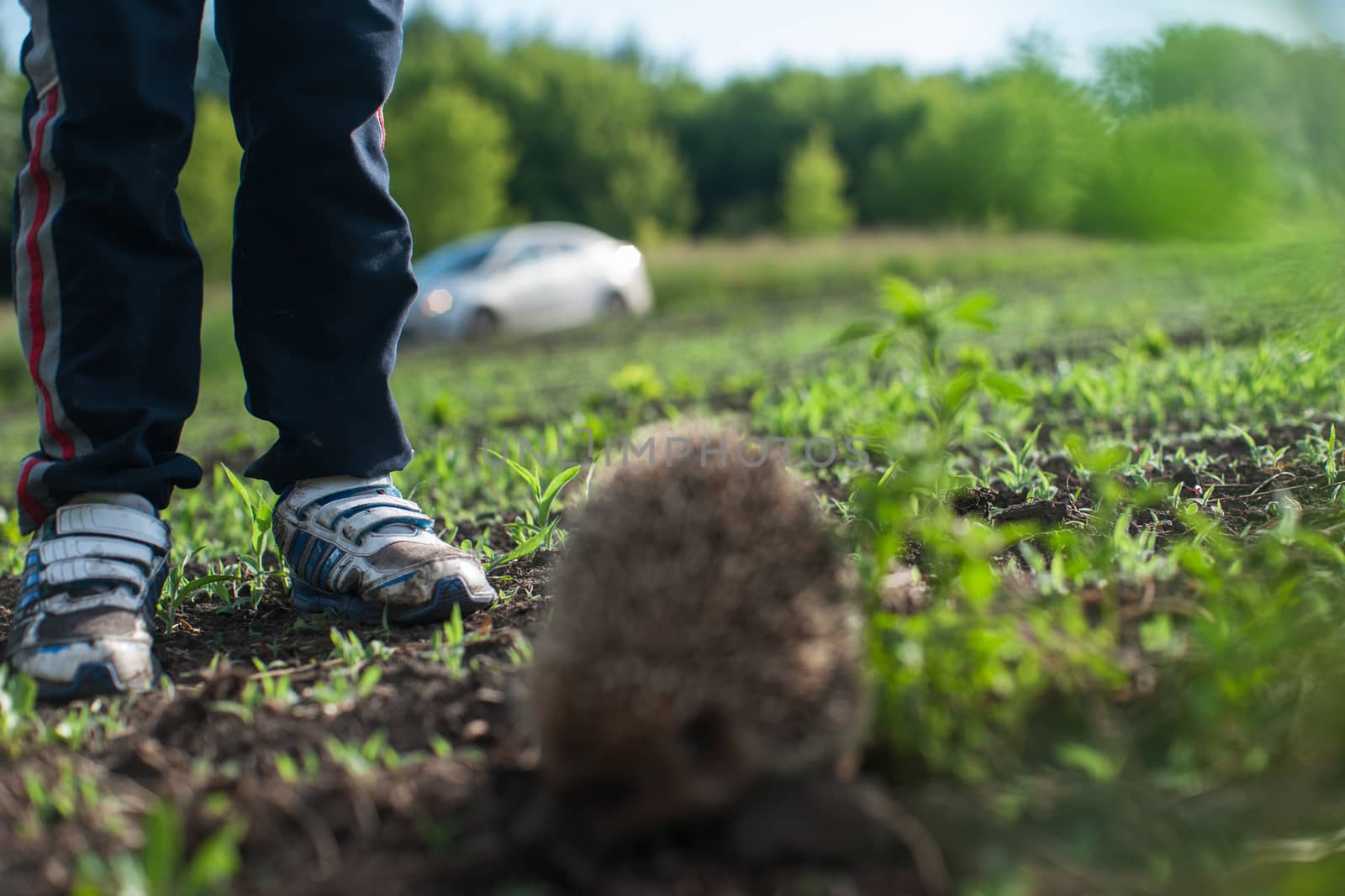 Boy and hedgehog at the green field