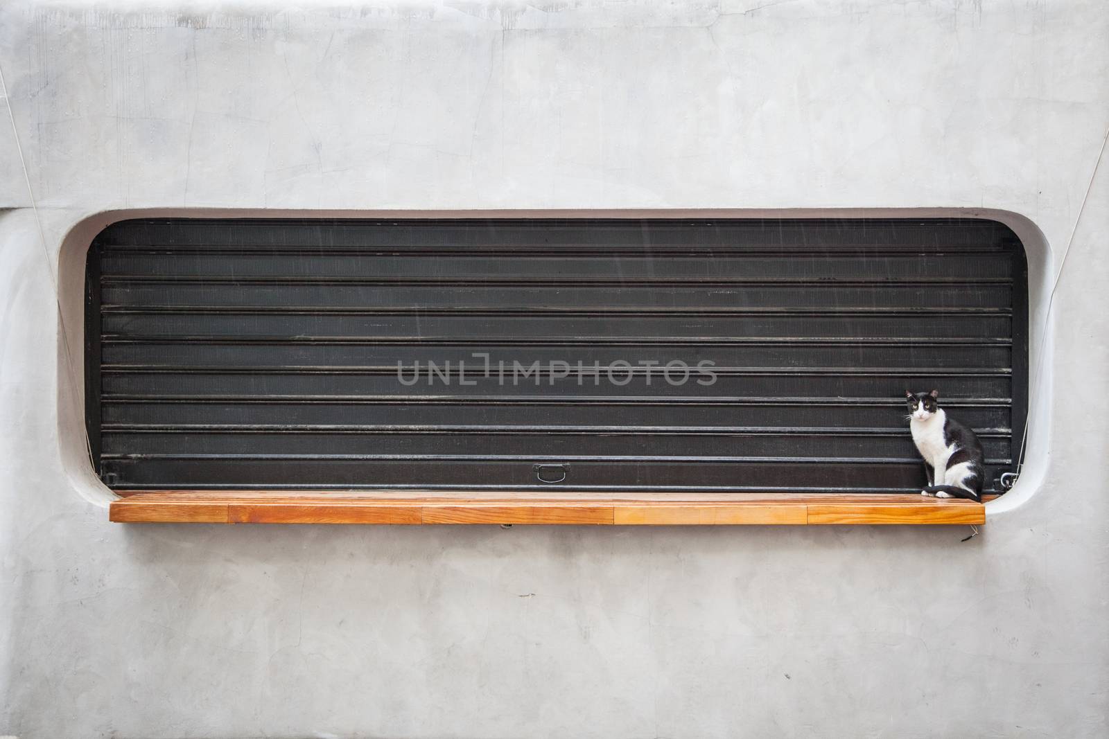 Cat sitting on a bakery closed window by evdayan