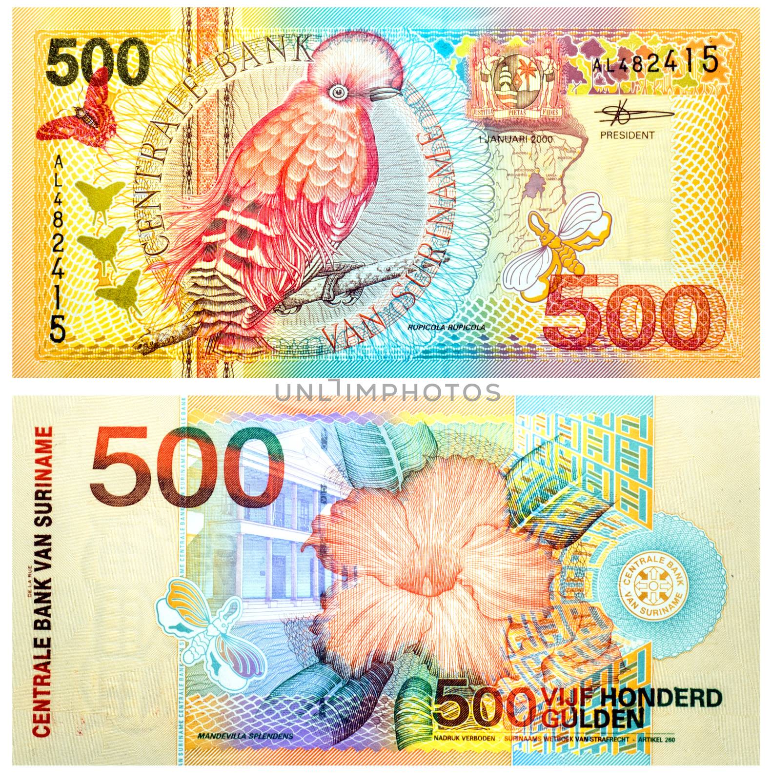 Banknote 500 Gulden Suriname front and back isolated on white emitted on 2000. 1.1.2000. Orange and green on multicolor underprint. Guianan Cock-of-the- Rock at left center, arms at upper center. Flower on back