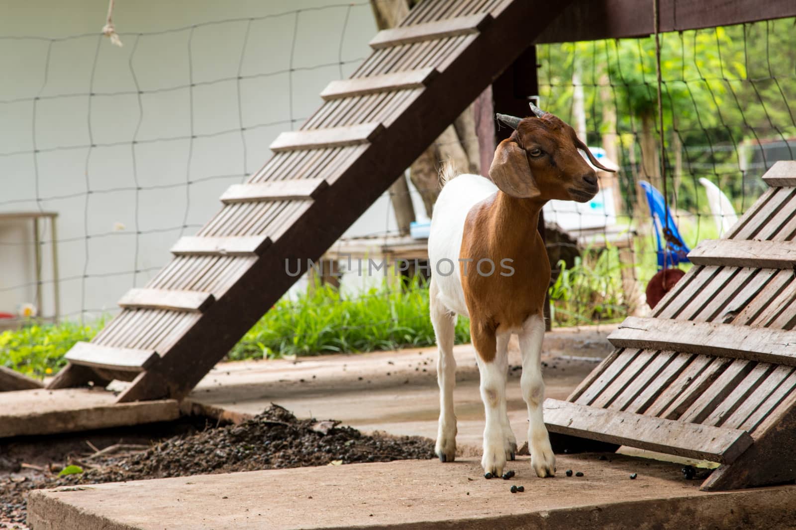 goats in the farm in Thailand by N_u_T