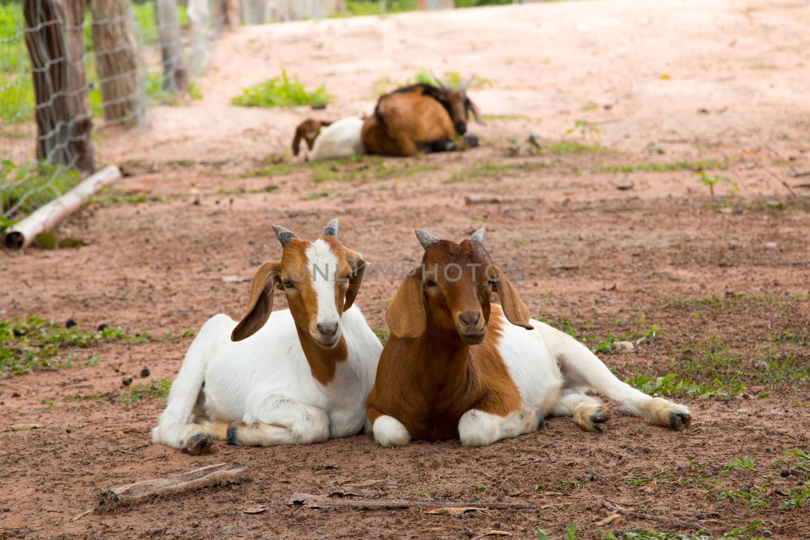 goats in the farm in Thailand by N_u_T